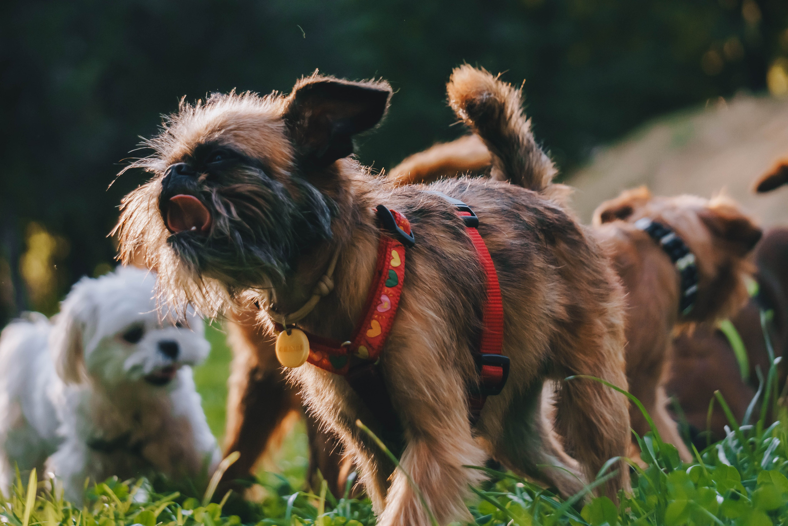 Мини-туса гриффоны и брабансоны. Фотограф-анималист Ксения Воробьева, Москва