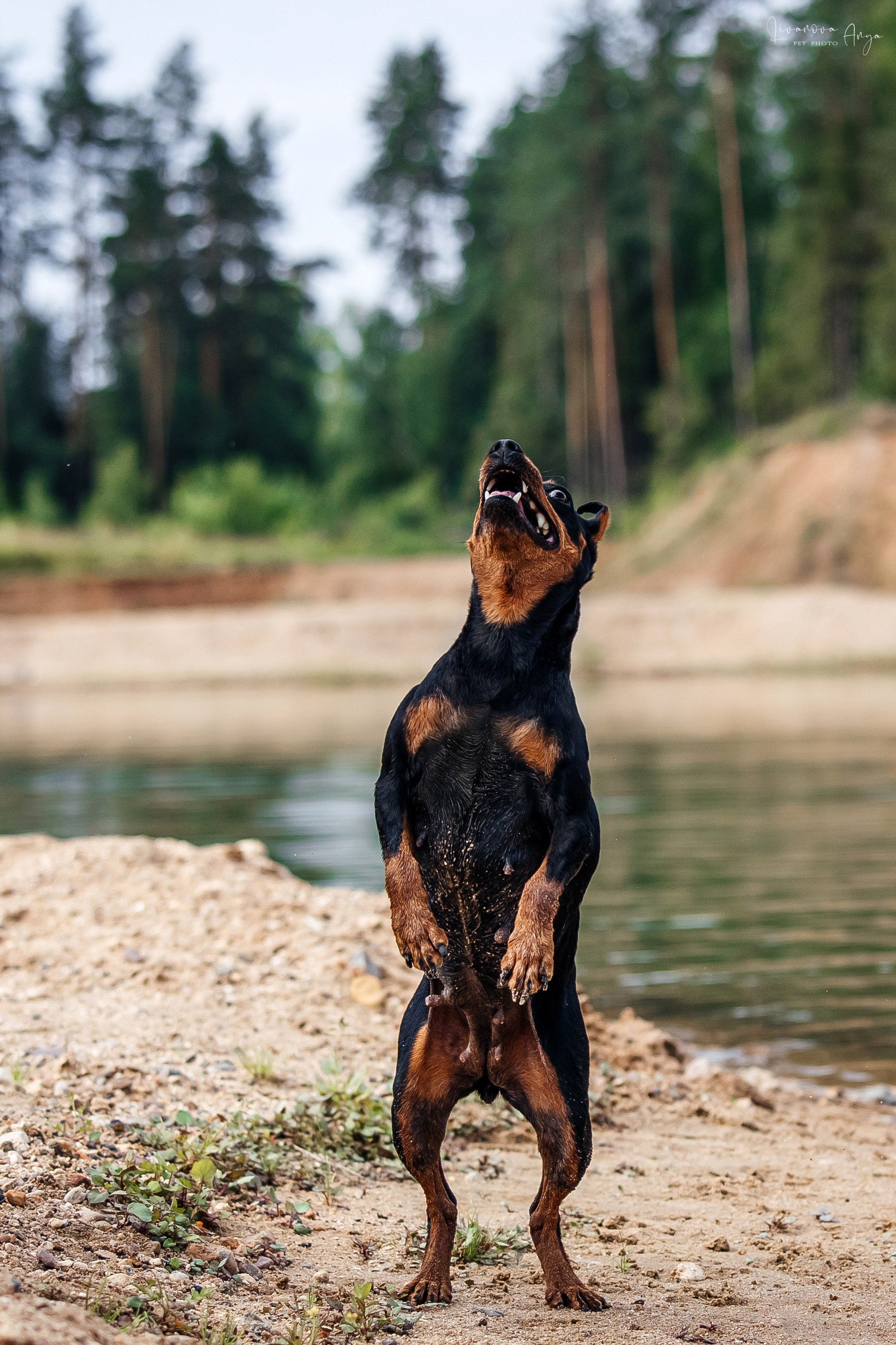 Троицкий карьер. Фотограф анималист Аня Ливанова | Рыбинск