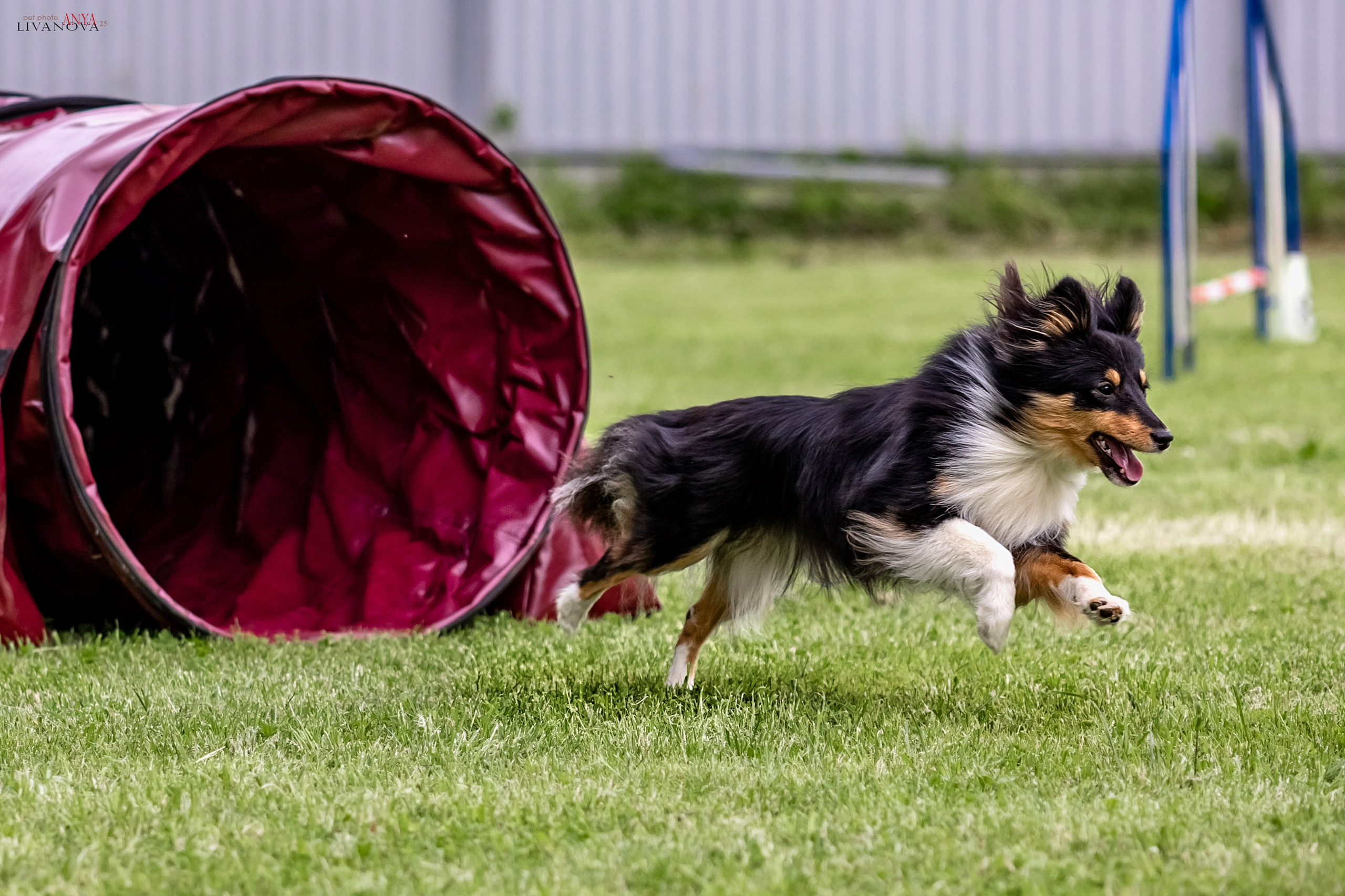 Аджилити Рыбинск. Фотограф анималист Аня Ливанова | Рыбинск