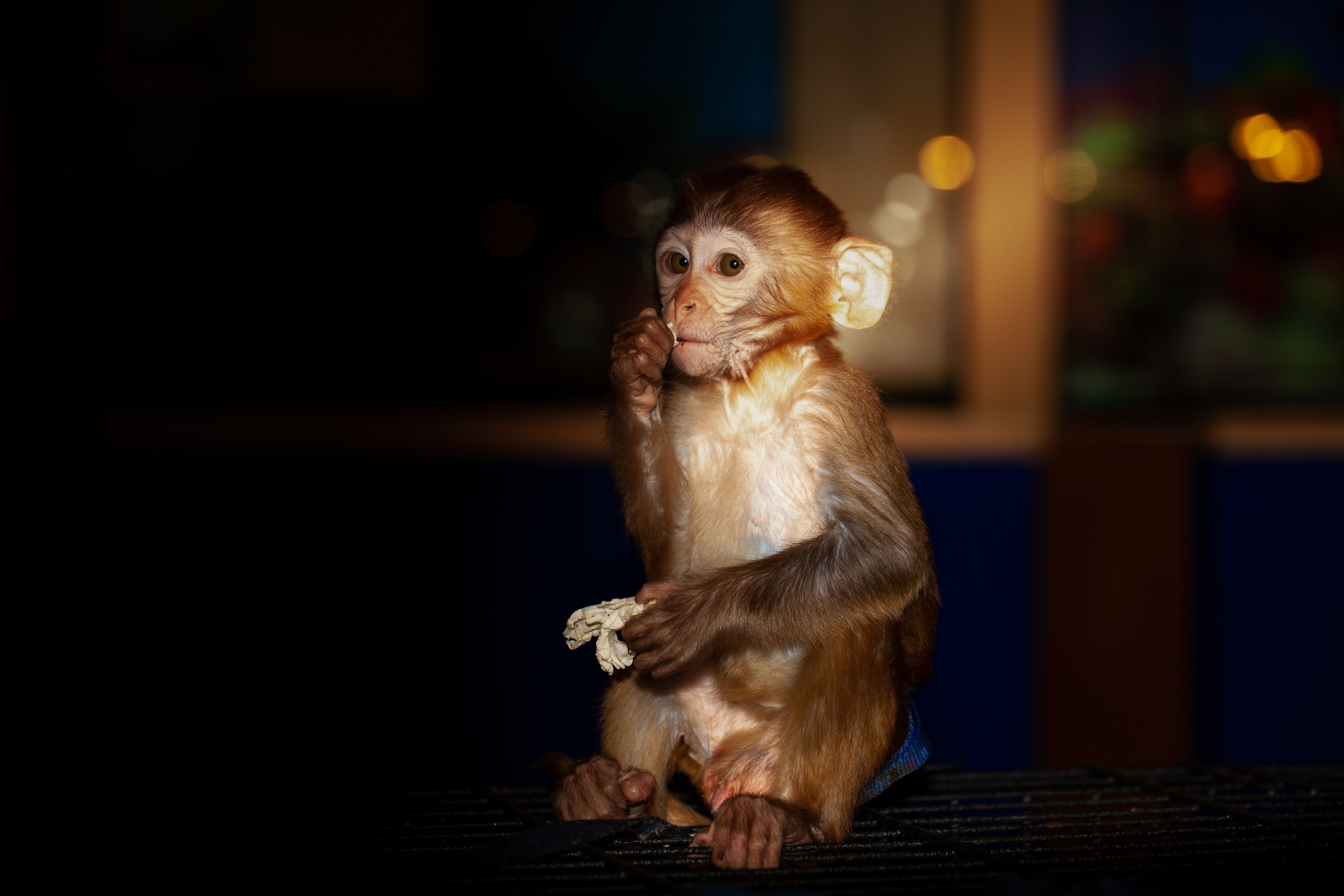 Фотосессия обезьянки. Медиапродюсер, фотограф в Минеральных Водах —Виктор Холодов