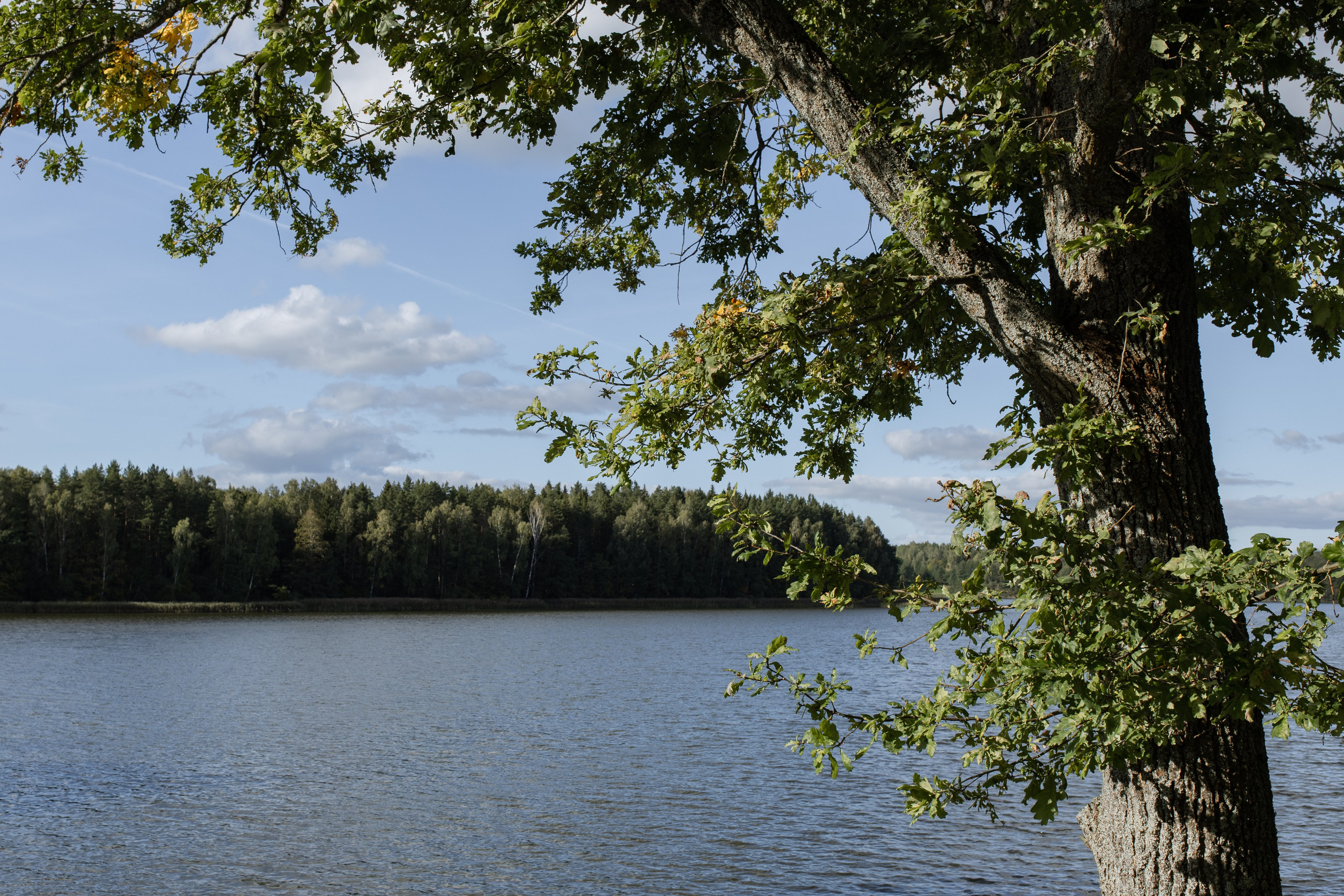 Андрей и Ксения. Свадебный фотограф Витебск Минск