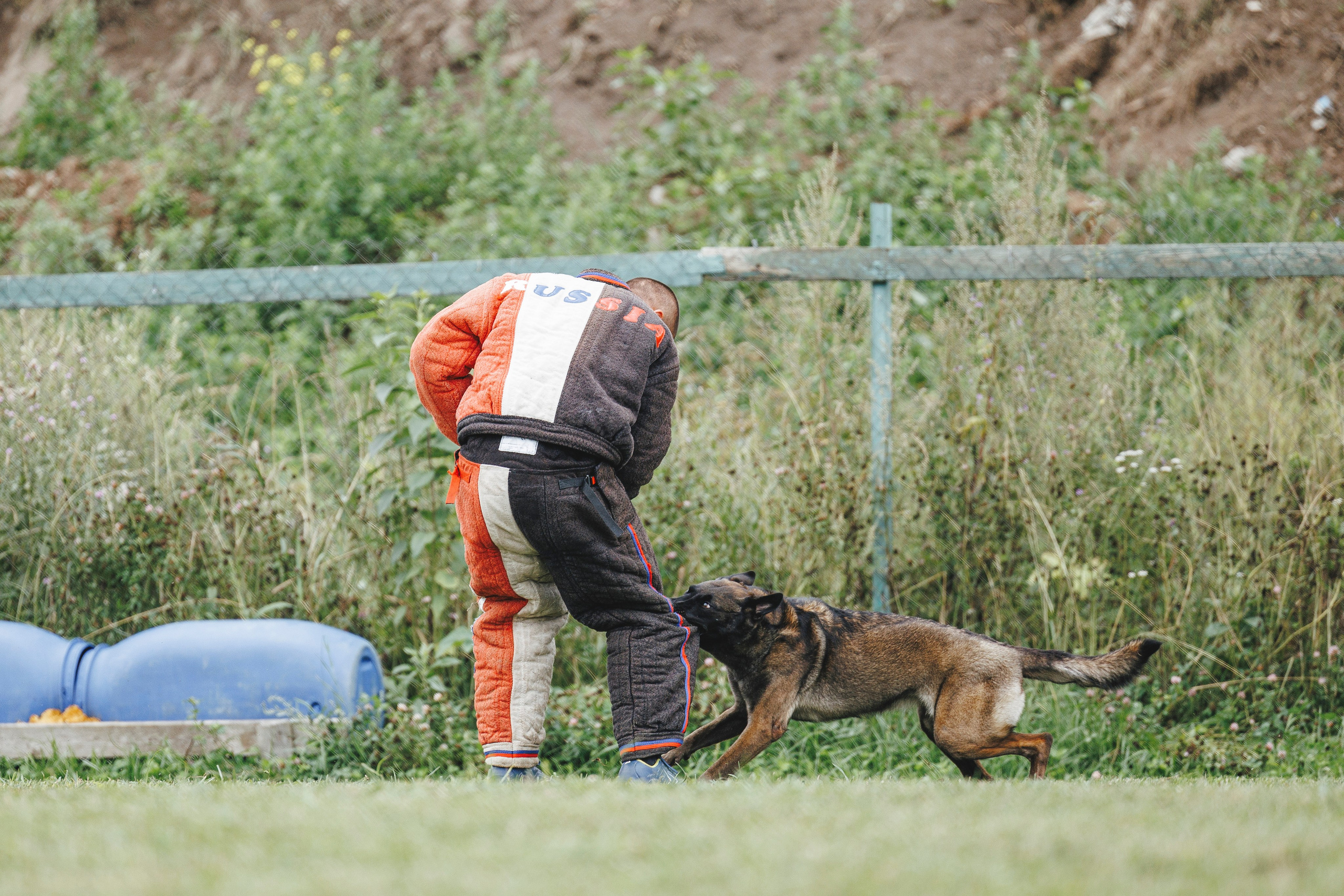 08.08.25-10.08.25 ЧР по мондьорингу г. Вологда. Фотограф-анималист Анна Маринич
