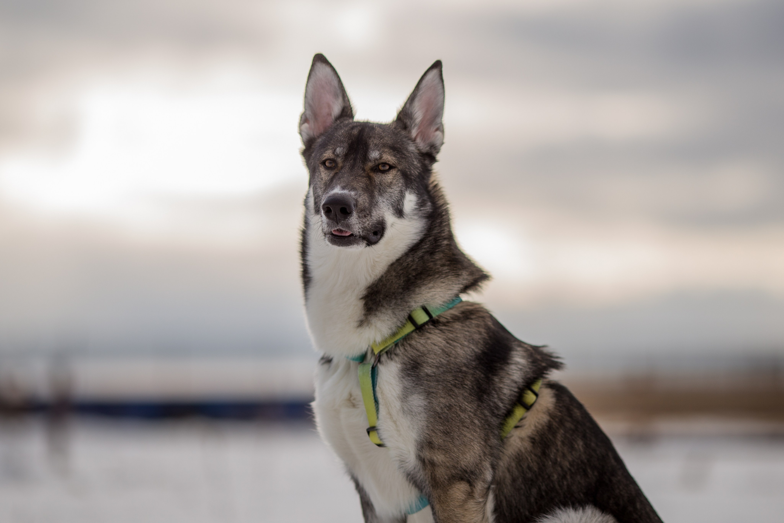 Фотосессия с собакой в Архангельске