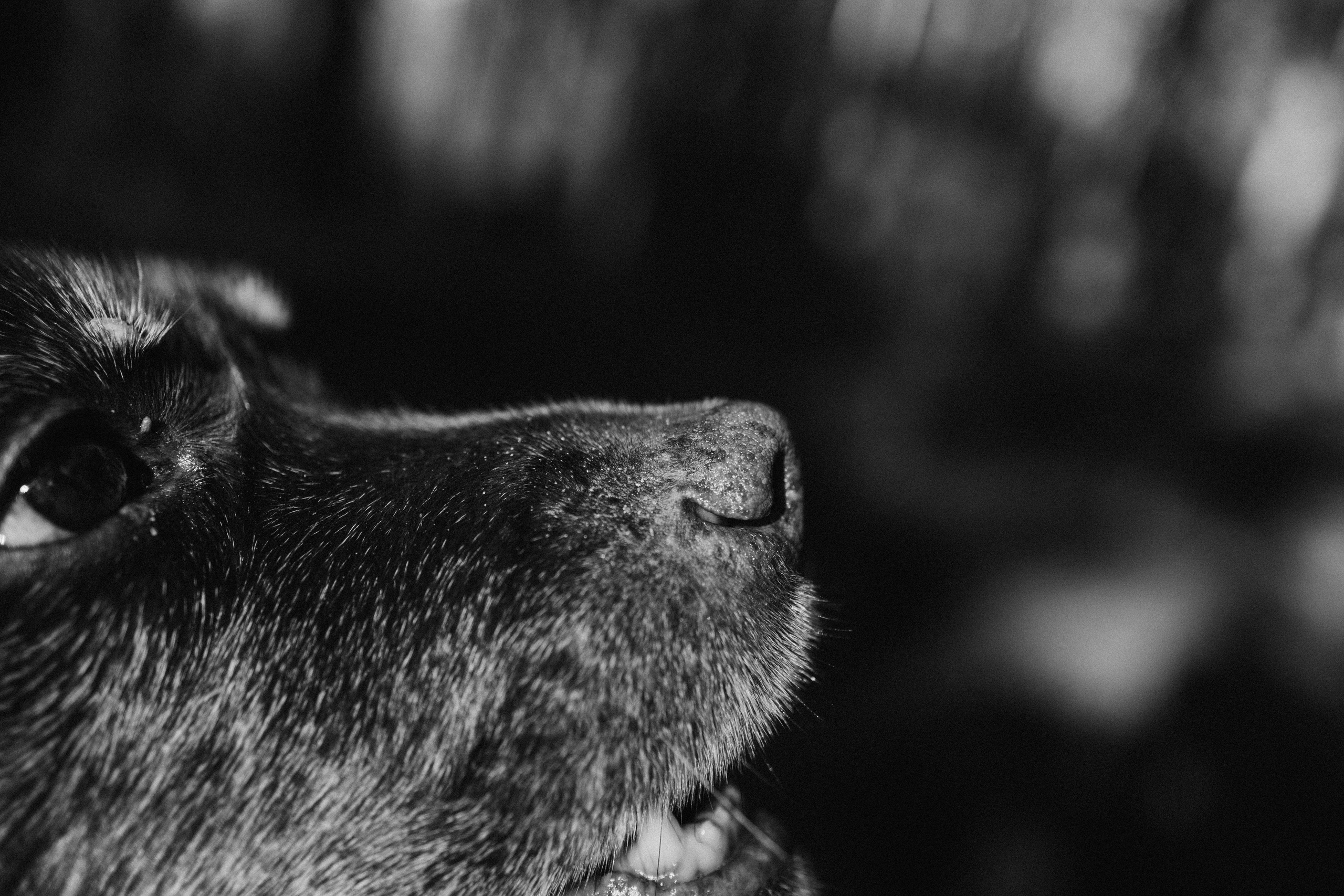 Оля и Питоня. Фотограф — Анималист | Санкт-Петербург