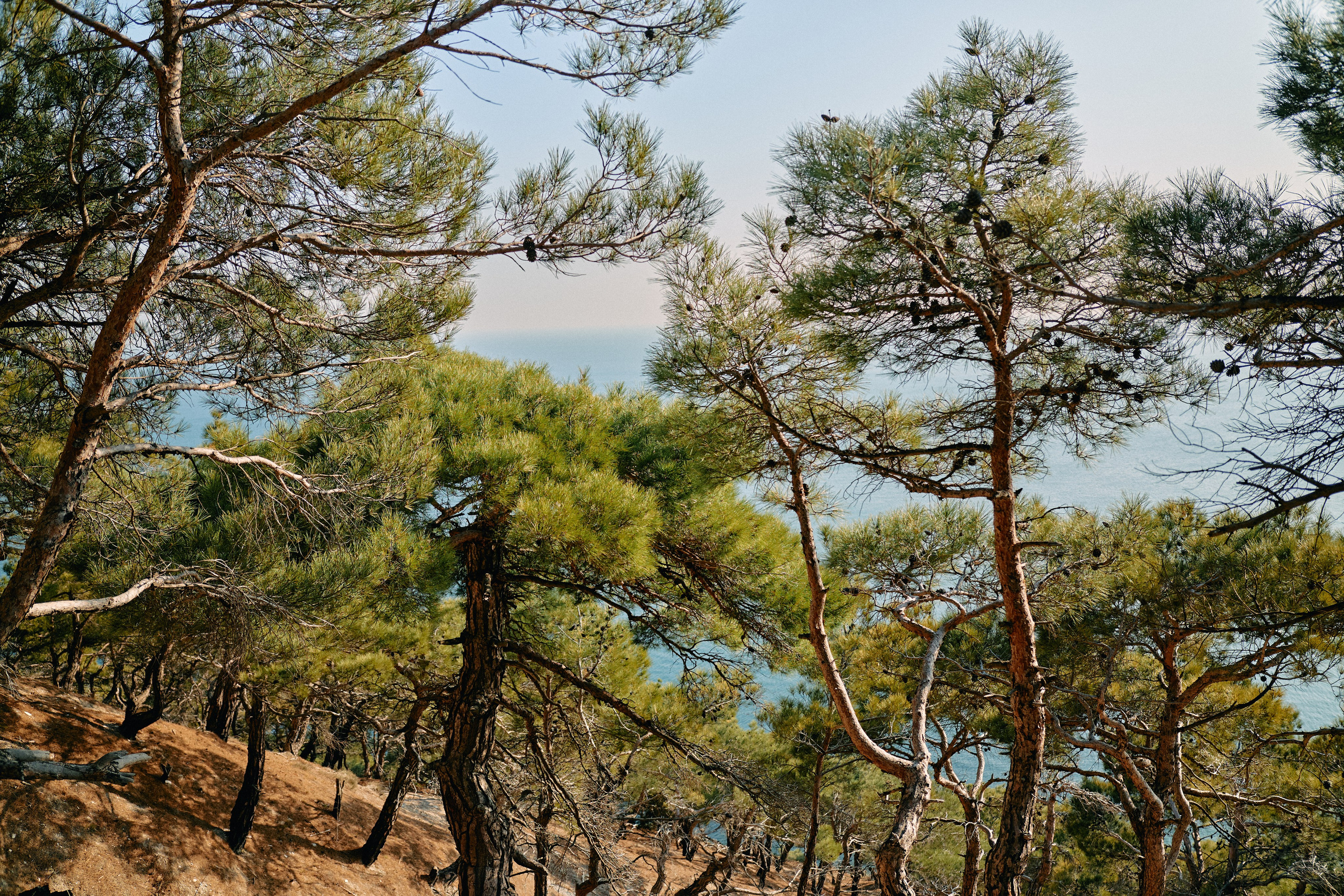 Юг России. Профессиональный Фотограф во Владимире, в Москве и в Суздале — Полина Романычева