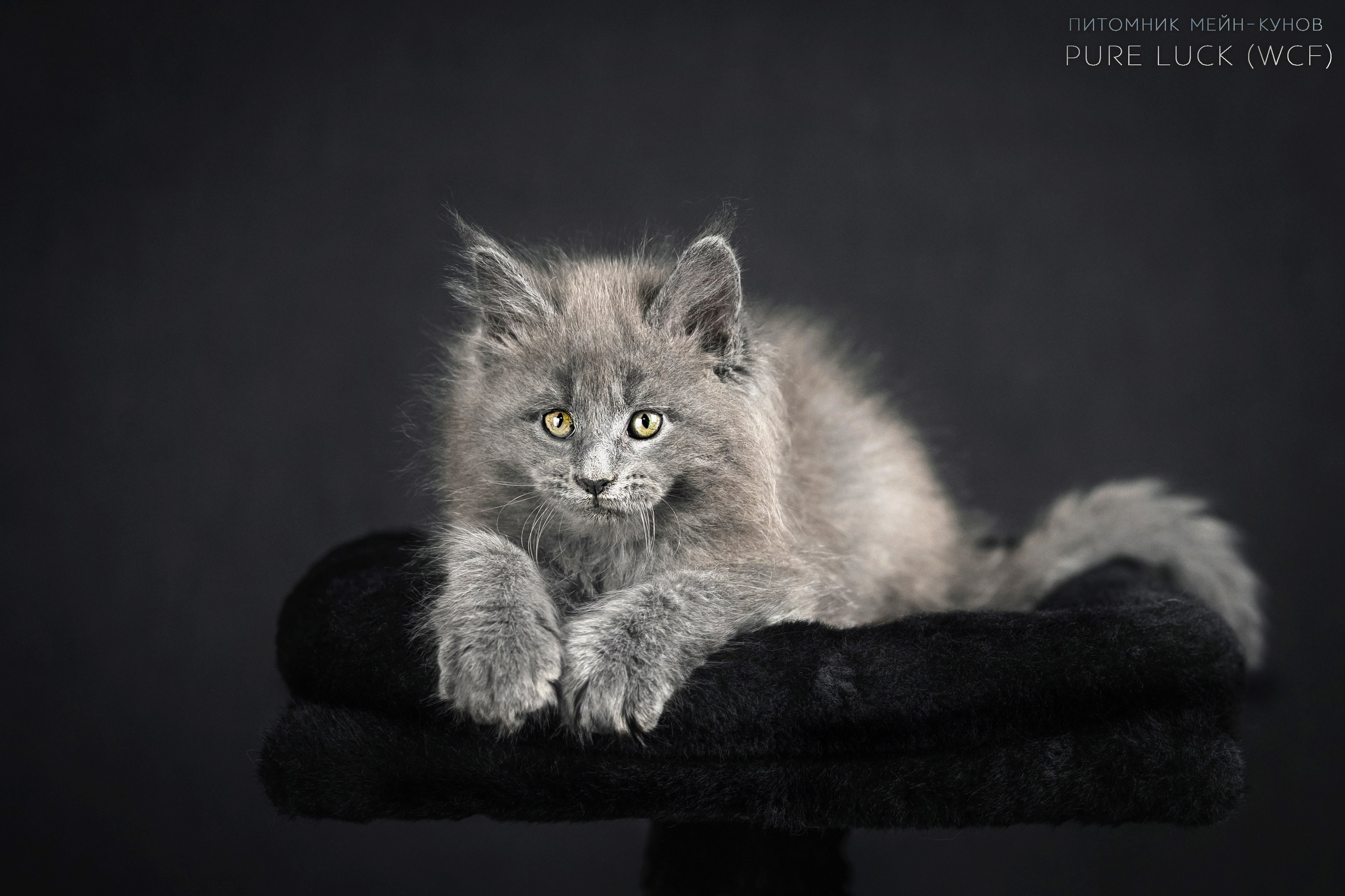 Куны. Фотограф анималист Аня Ливанова | Рыбинск