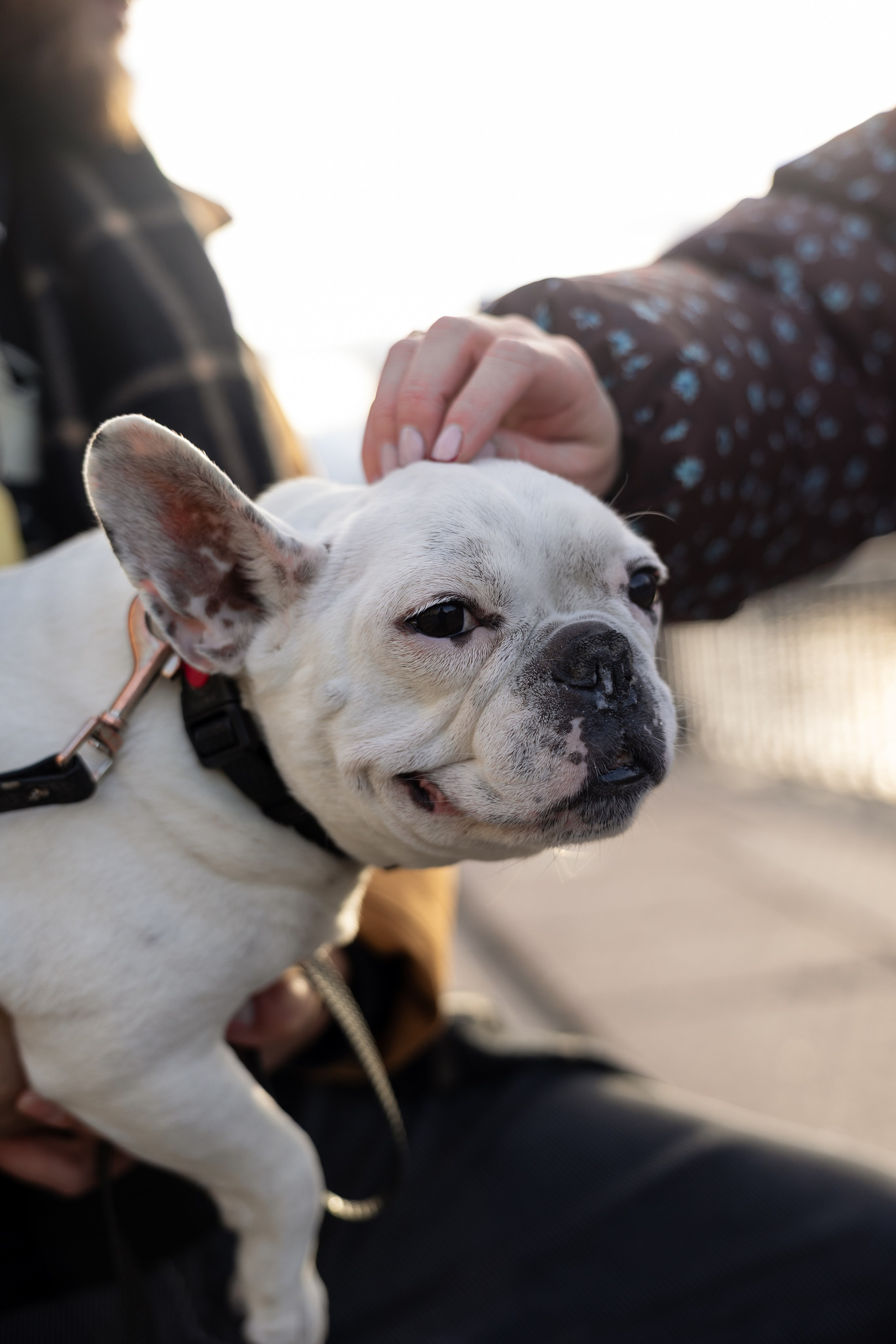 История Авроры и Леона. Фотограф Артем Бросов в Санкт-Петербурге и Дубае
