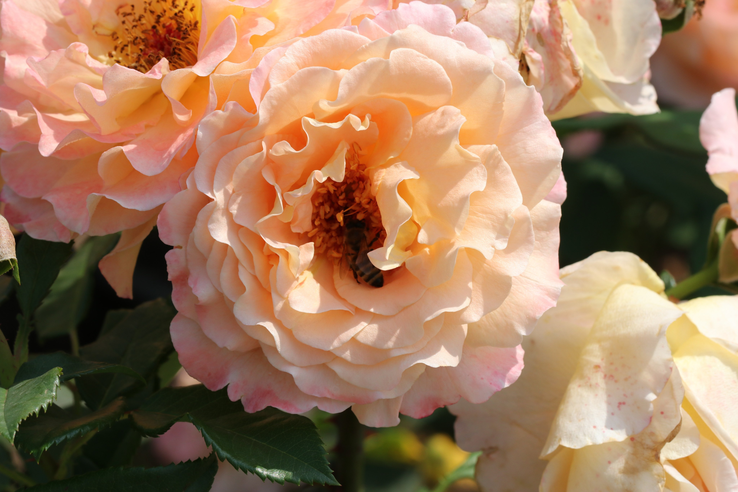 Долина роз в Кисловодске. Фото-художник и Репортажный фотограф Николаев Александр Алексеевич