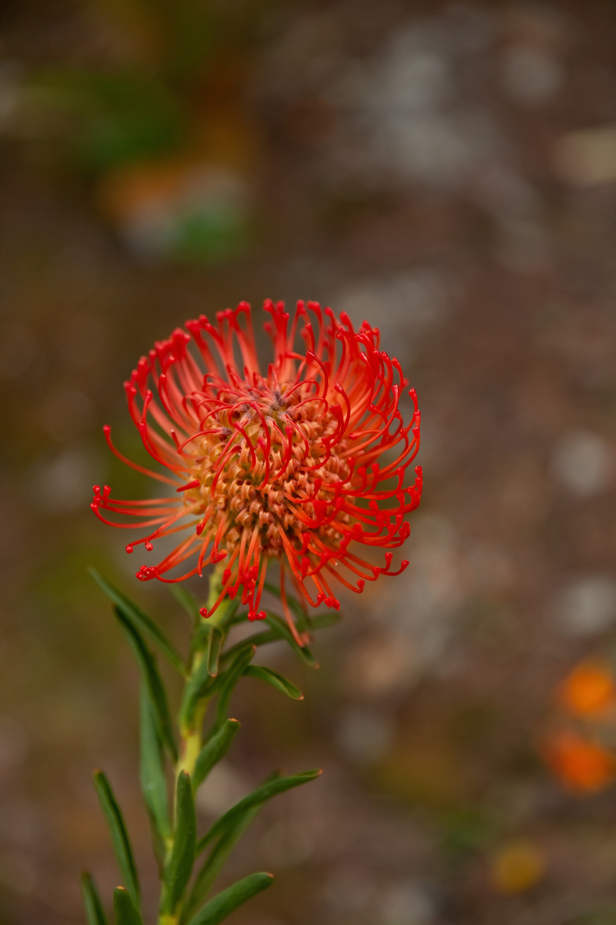 Флористика, проект, азия, цветы, фотограф, фотосессия. Профессиональный фотограф Инесса Новикова в Москве