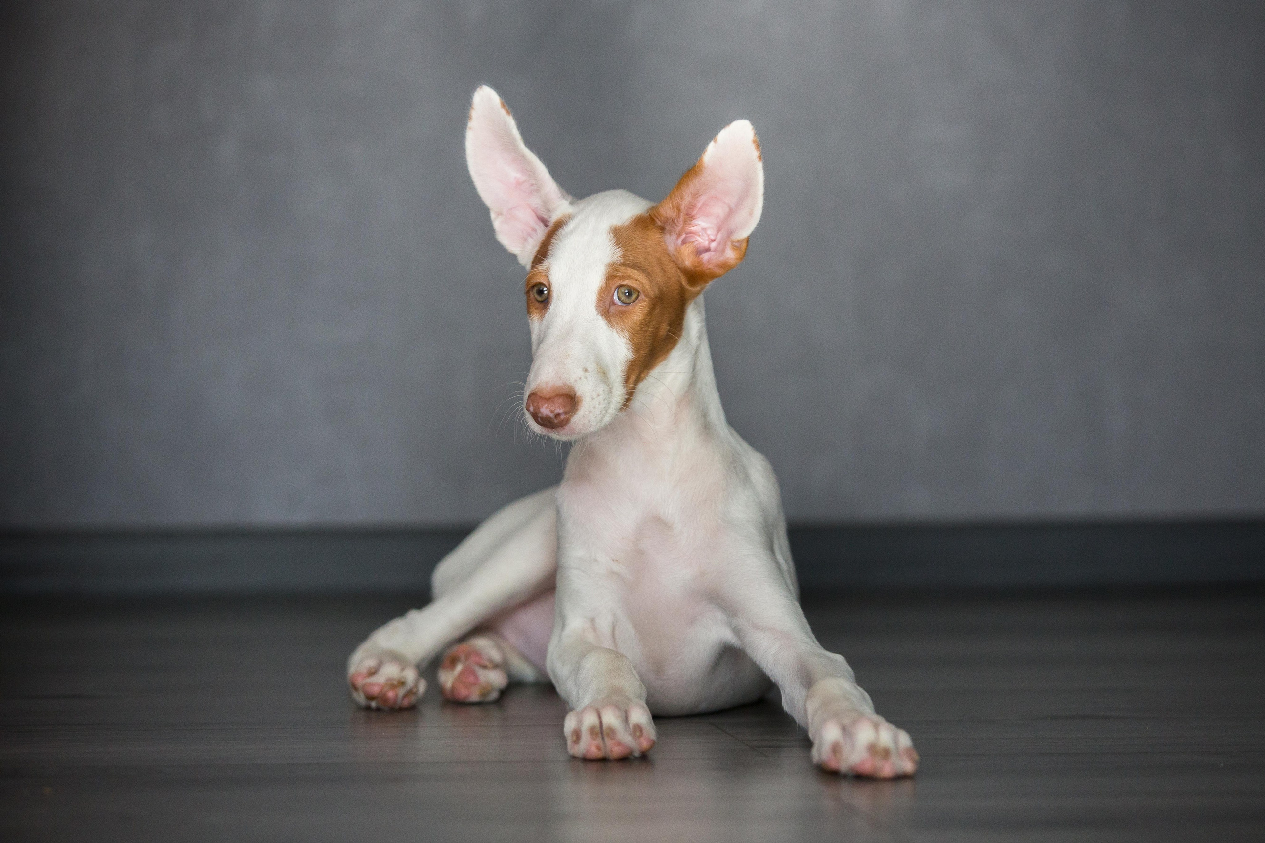 Поденко Ибиценко. Https://moshkovaphoto.ru/