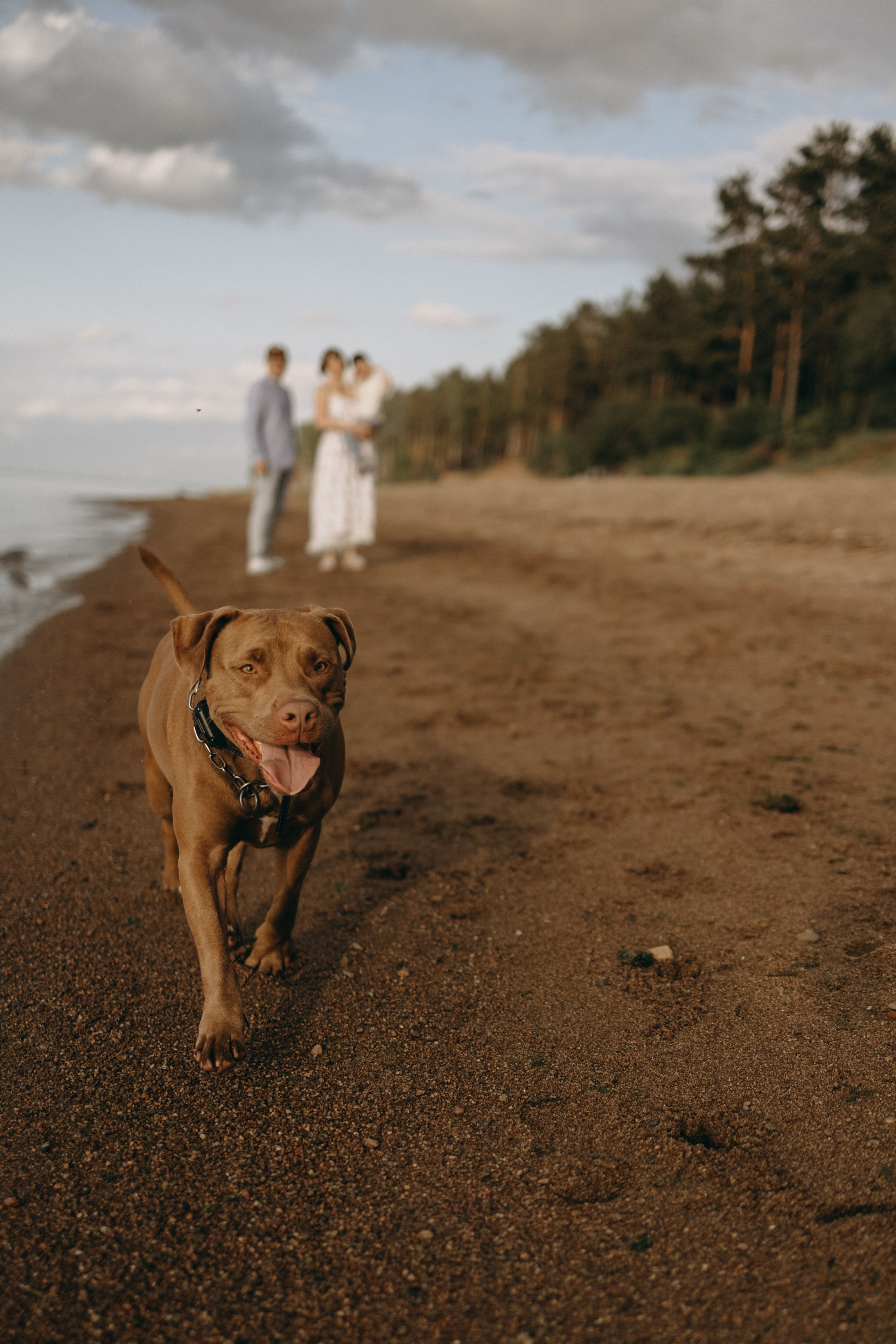 Бонни и ее семья. Фотограф — Анималист | Санкт-Петербург