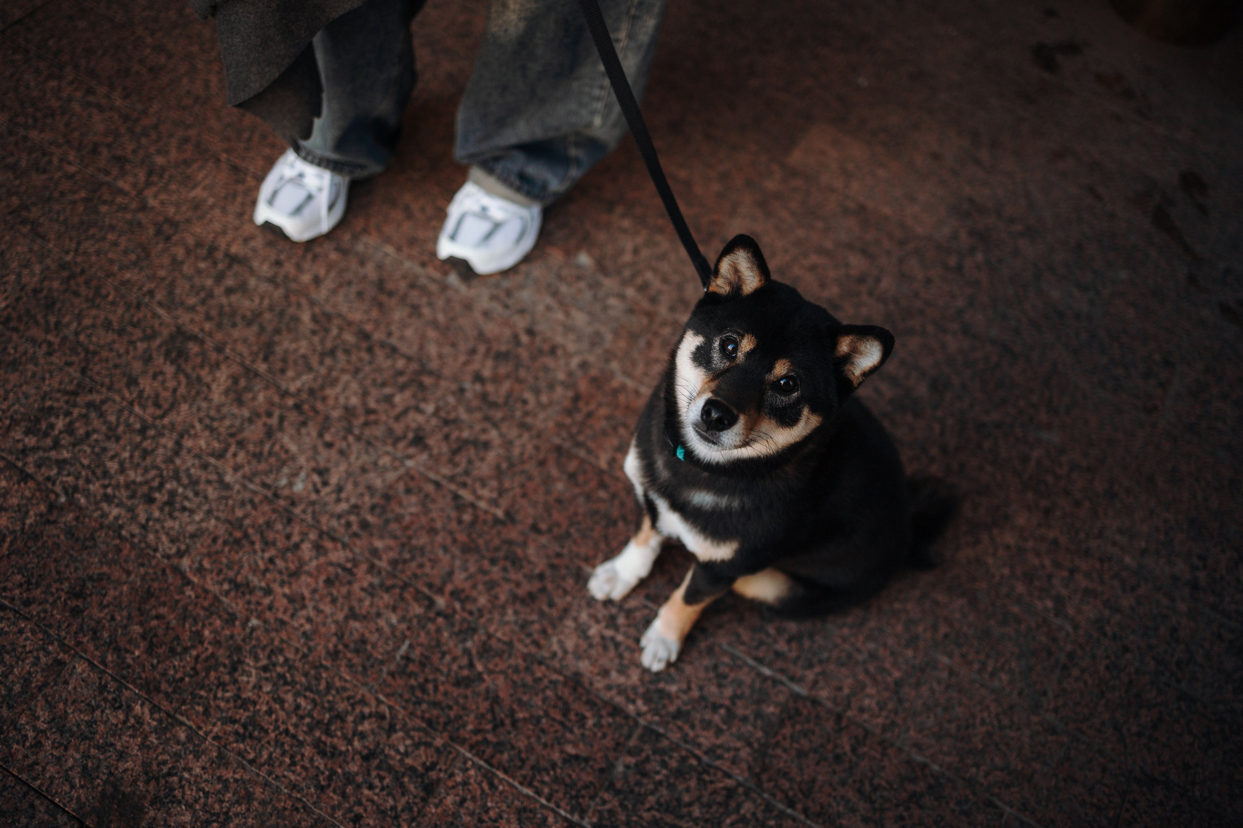 Даша и ее девочки. Фотограф — Анималист | Санкт-Петербург