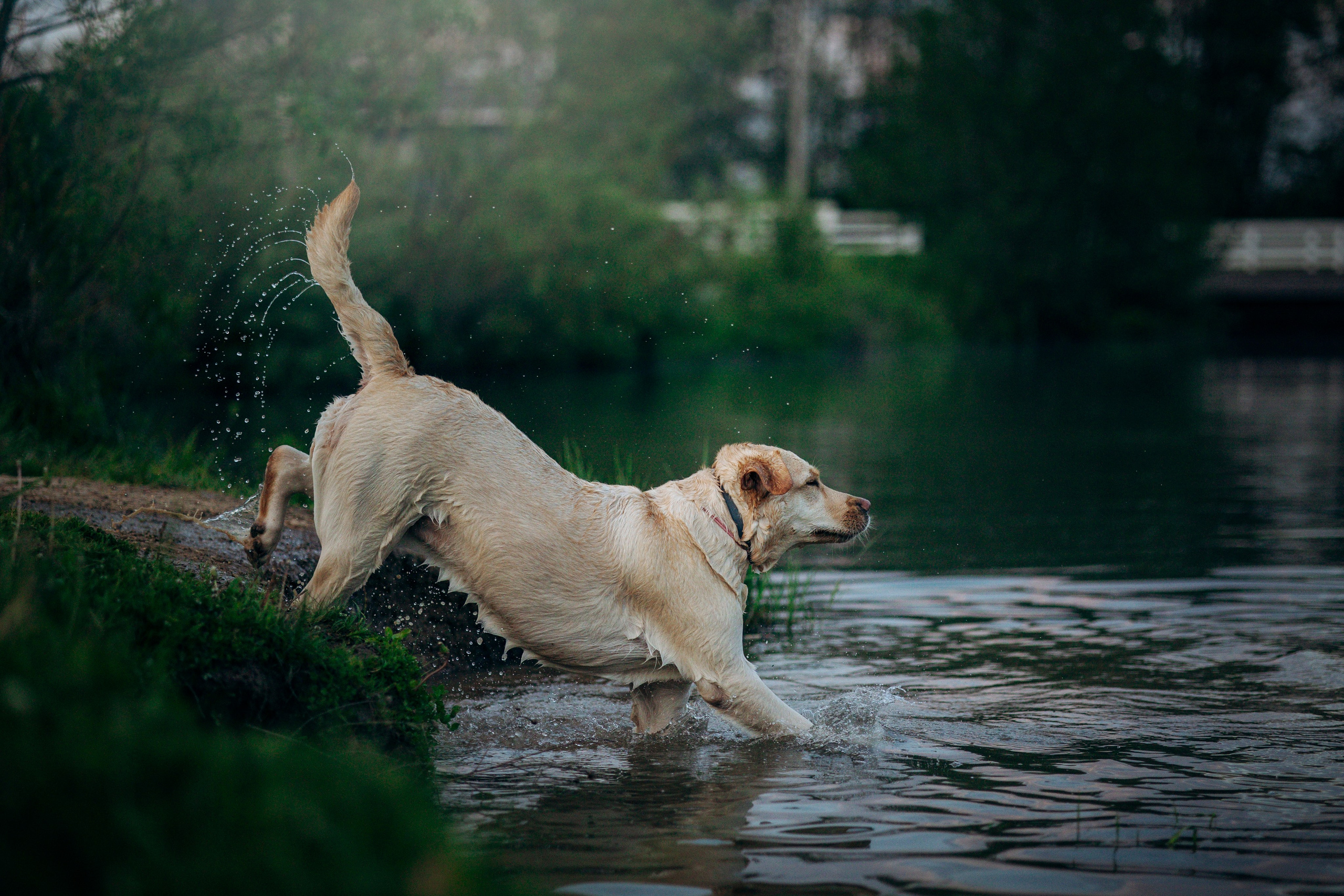 Шани и ее семья. Фотограф — Анималист | Санкт-Петербург