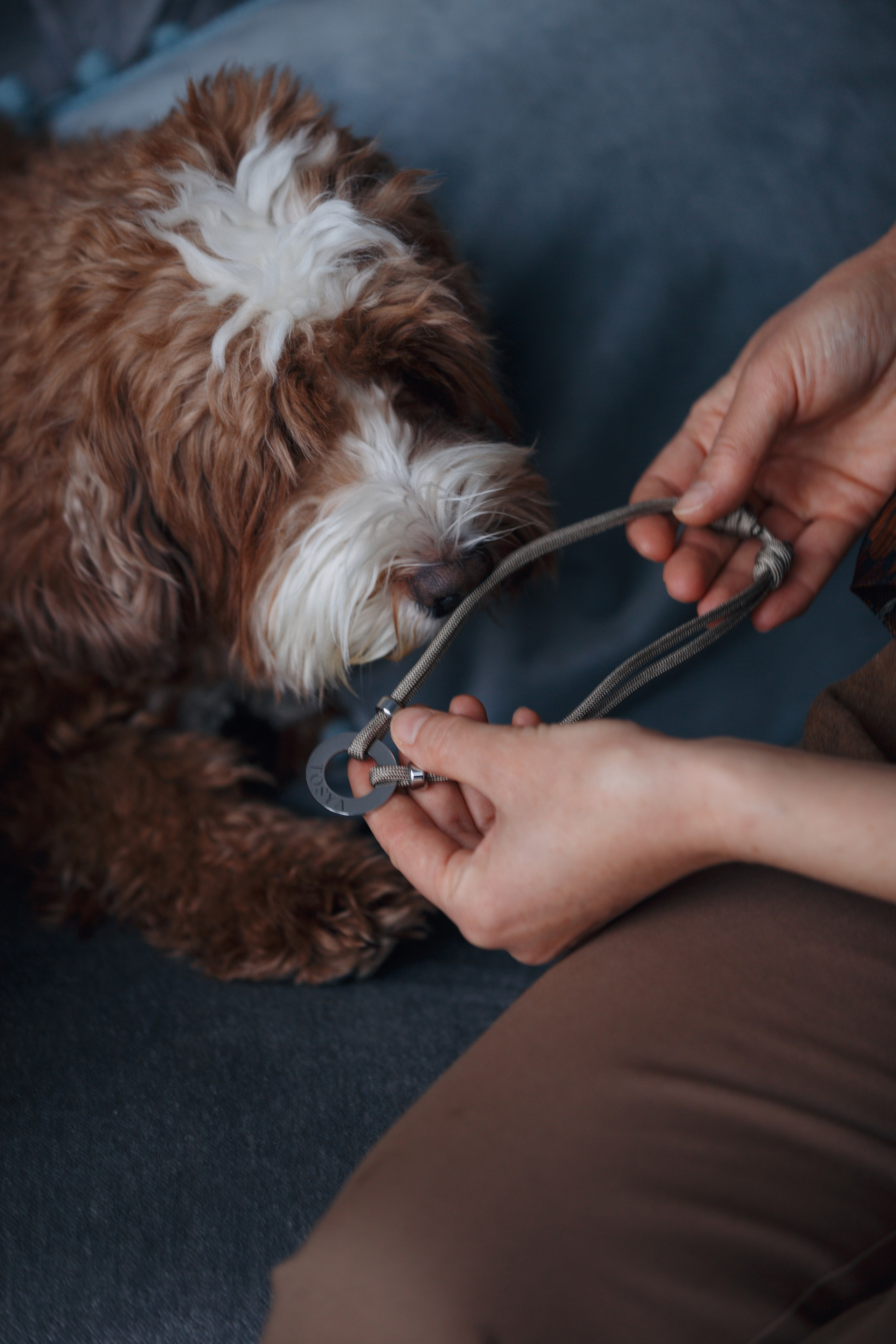 Bmbh лежанки и адресники. Фотограф анималист Кристина Карпова, Москва