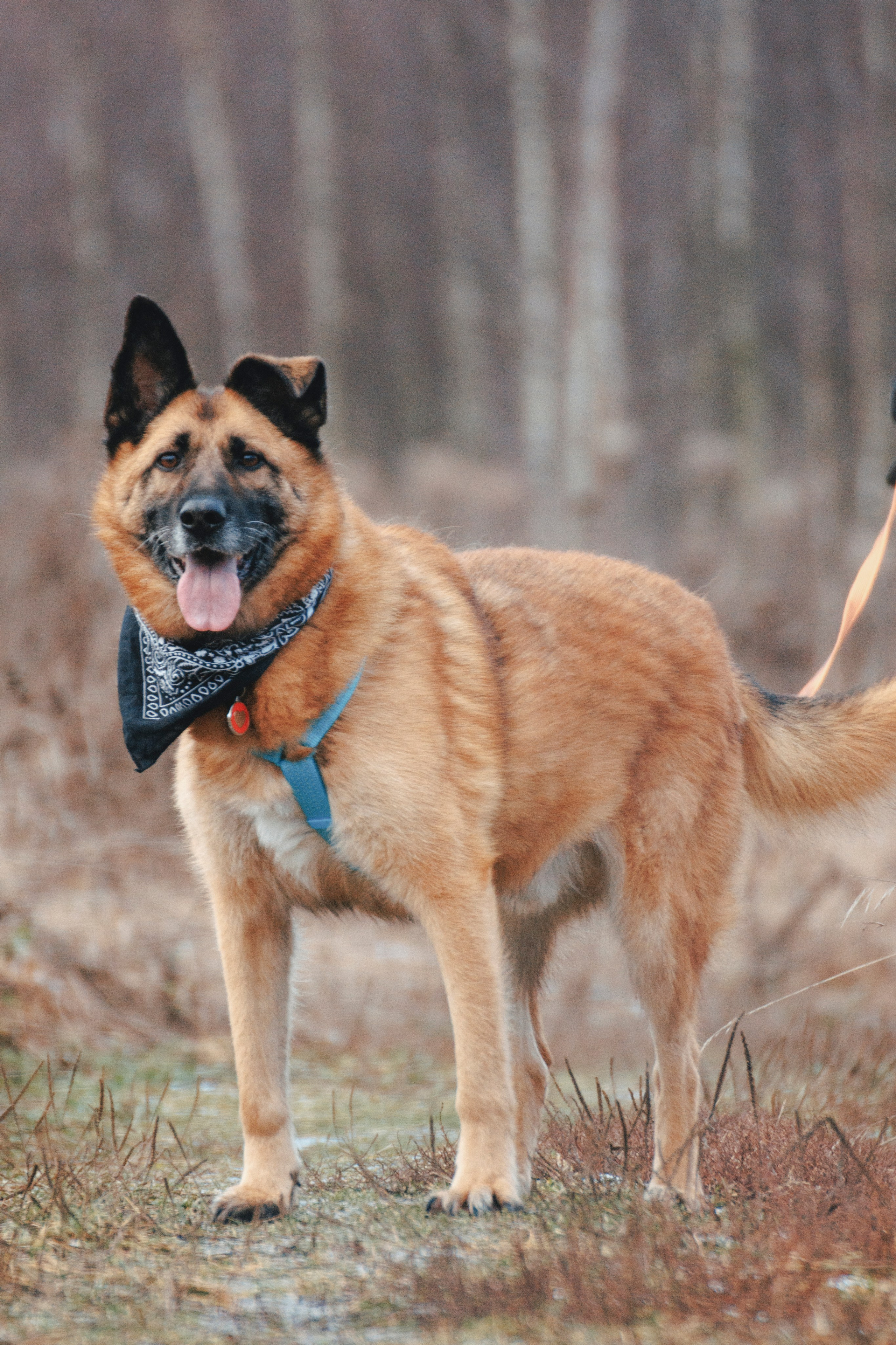 В поисках дома. Стас Соболь, фотограф анималист, репортажник, Москва
