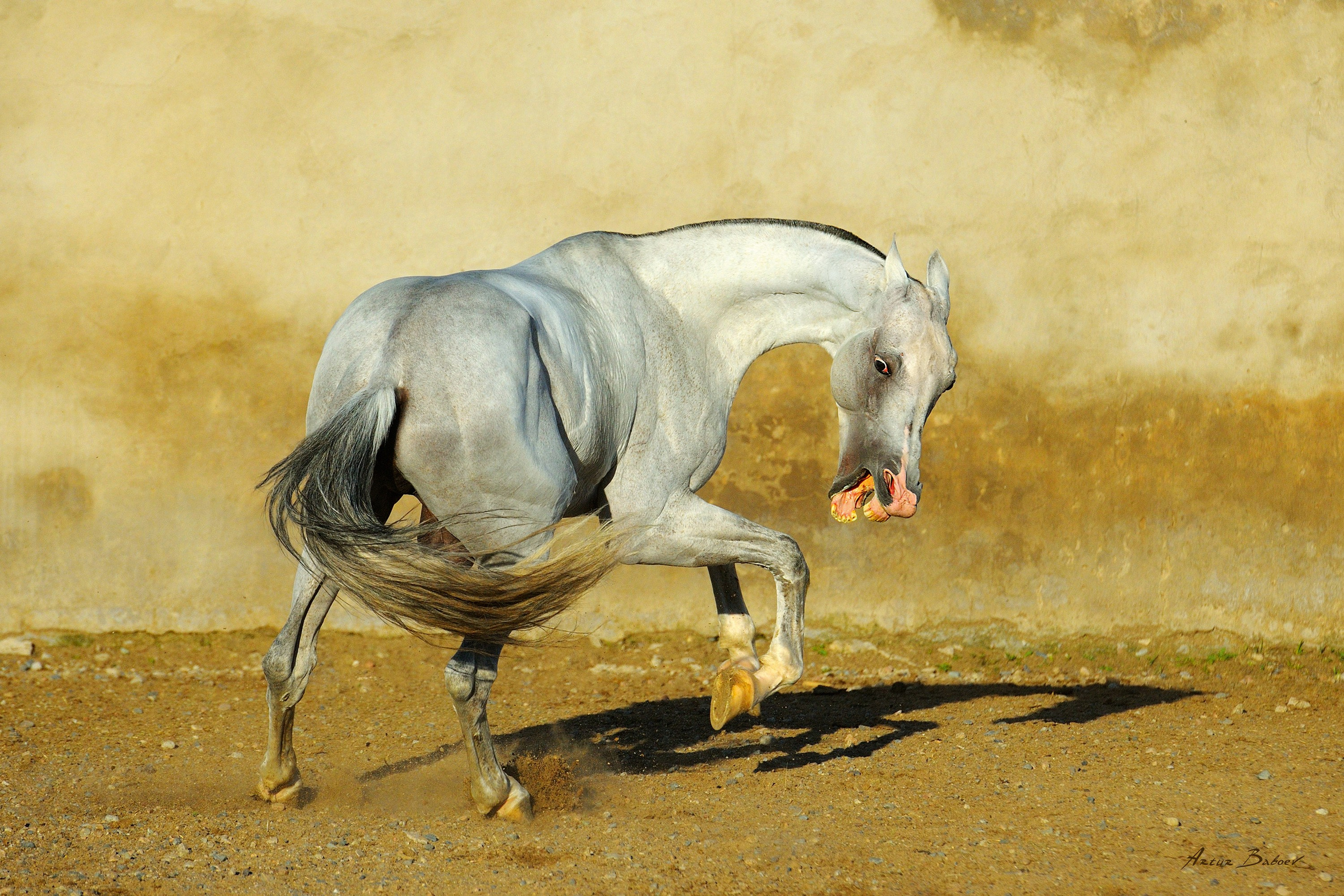 Gallery. Art photos of horses — ARTUR BABOEV | Photographer