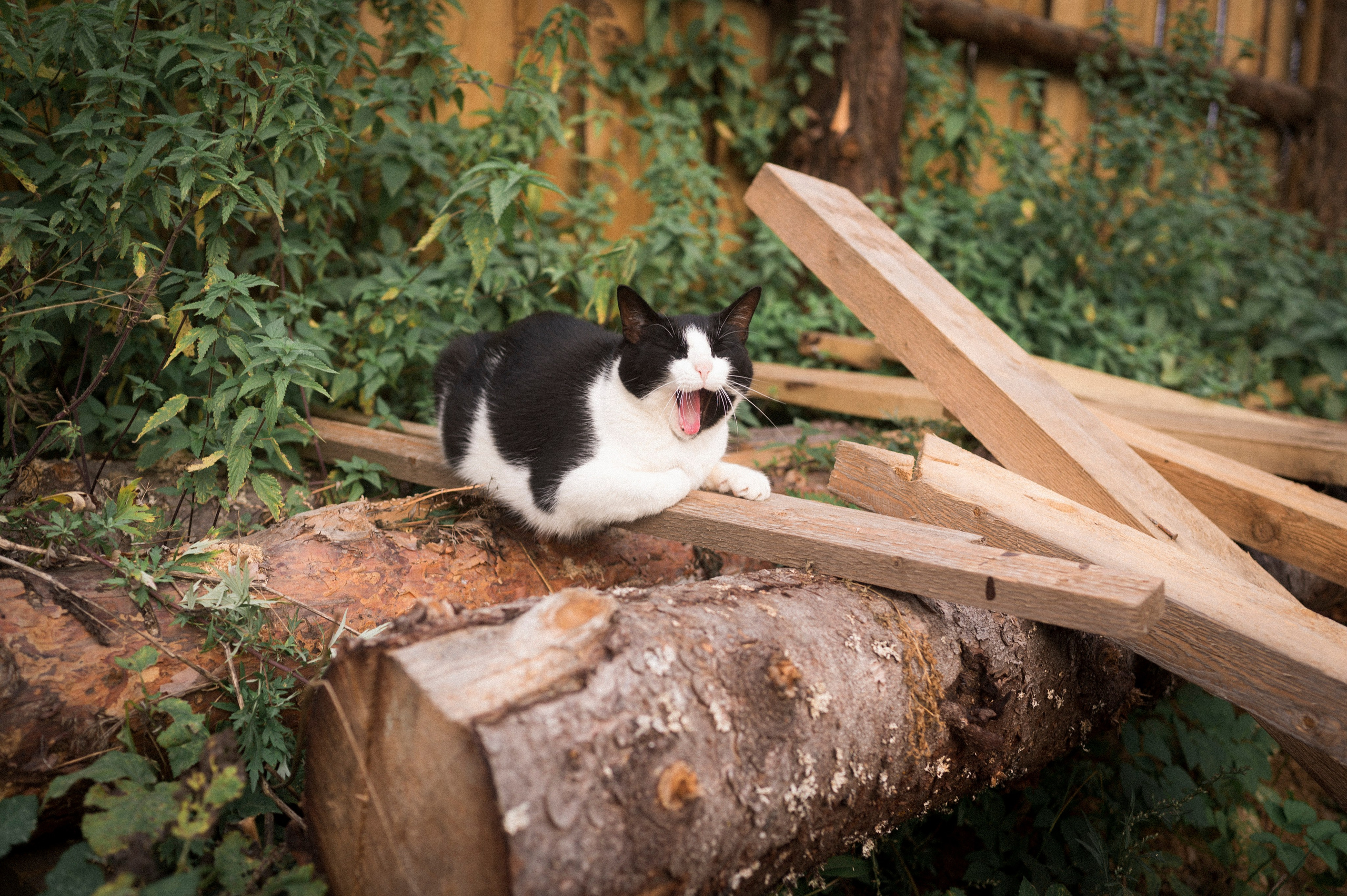 North 2024. Kartascheff