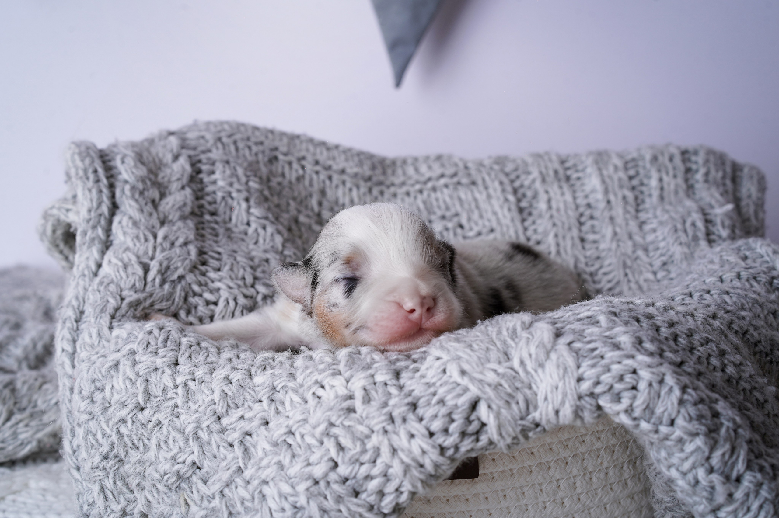 Щенки австралийской овчарки. Фотограф-анималист в Санкт-Петербурге Яна Мартынова