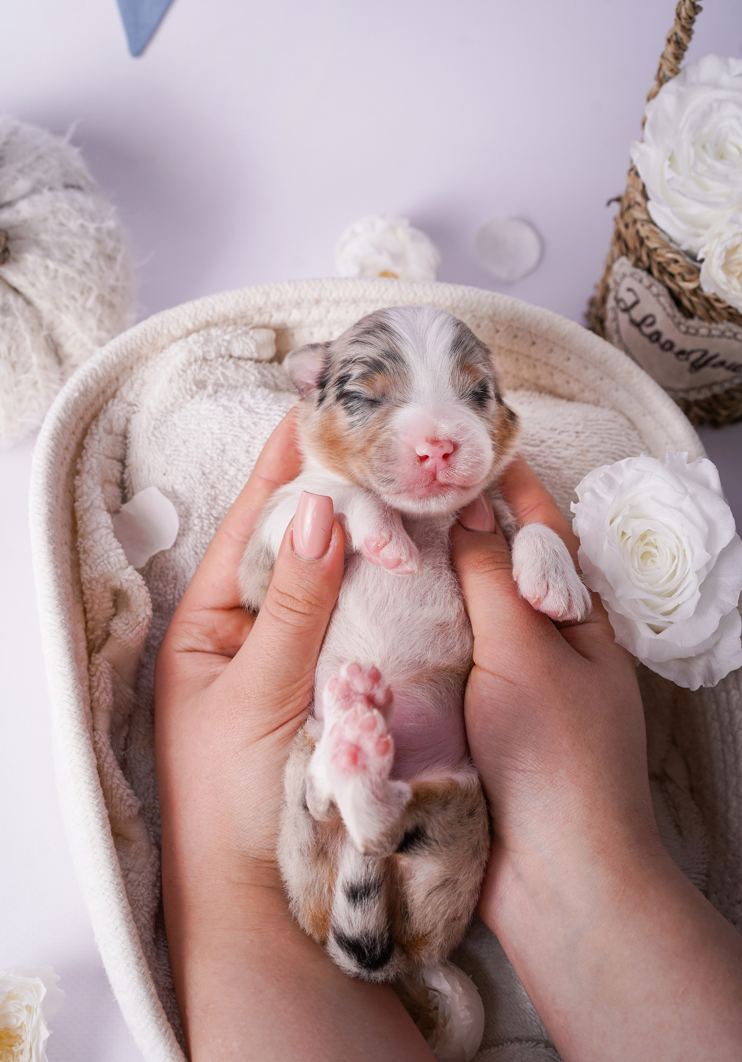 Щенки австралийской овчарки. Фотограф-анималист в Санкт-Петербурге Яна Мартынова