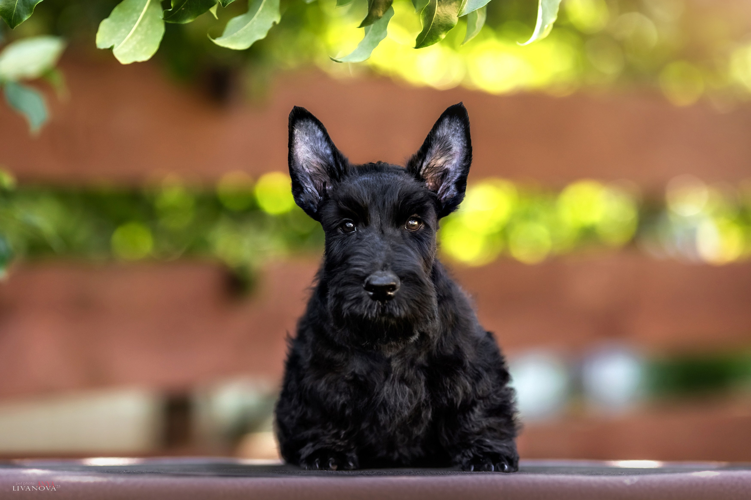 Скотчики. Фотограф анималист Аня Ливанова | Рыбинск