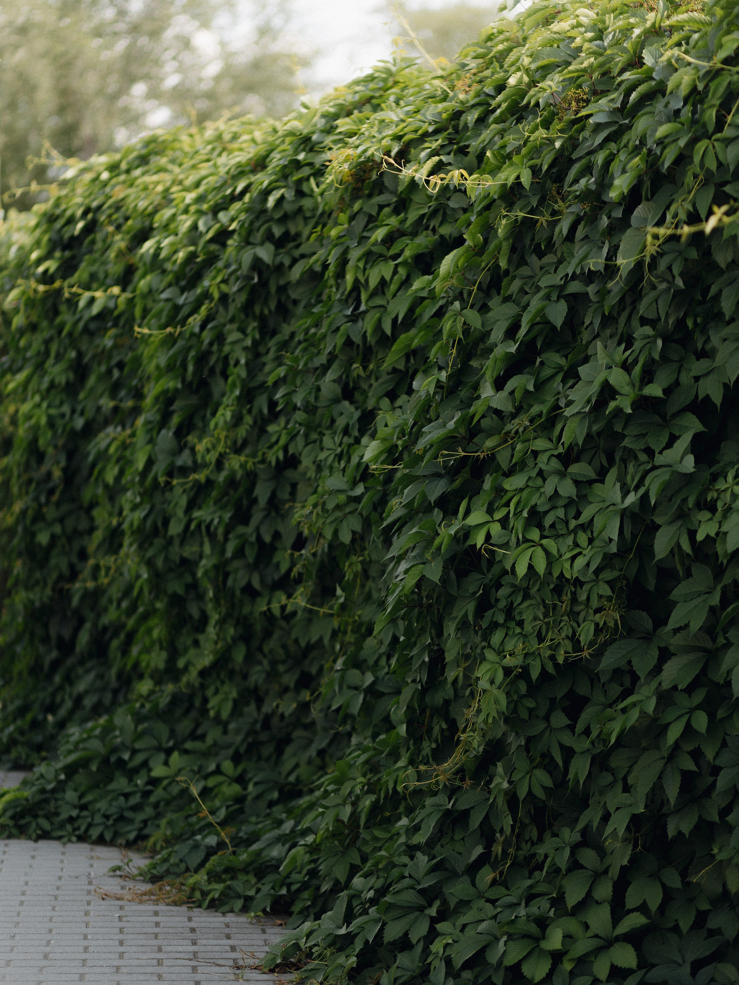 АЛИНА И ЕГОР, ПЕГАС. Свадебный и индивидуальный фотограф в Челябинске Евгения Негодяева