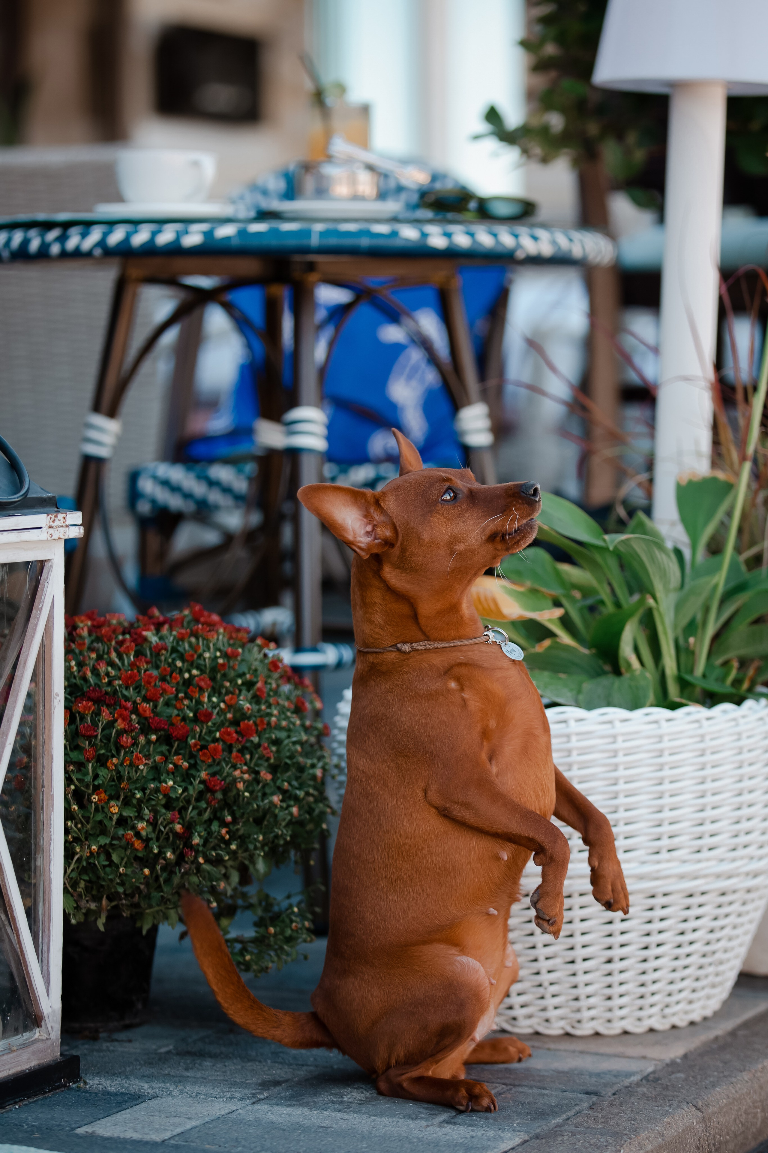Цвергпинчер в Геленджике. Фотограф-анималист в Краснодаре Маша Мельникова