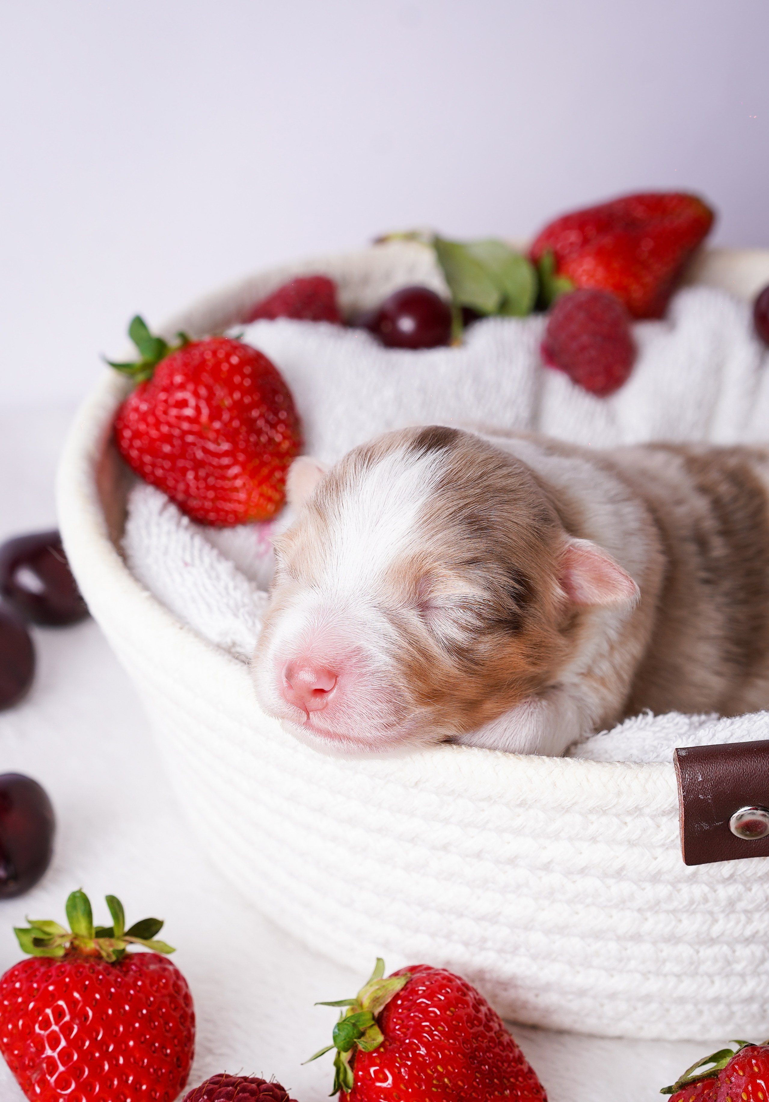 Щенки аусси. Фотограф-анималист в Санкт-Петербурге Яна Мартынова