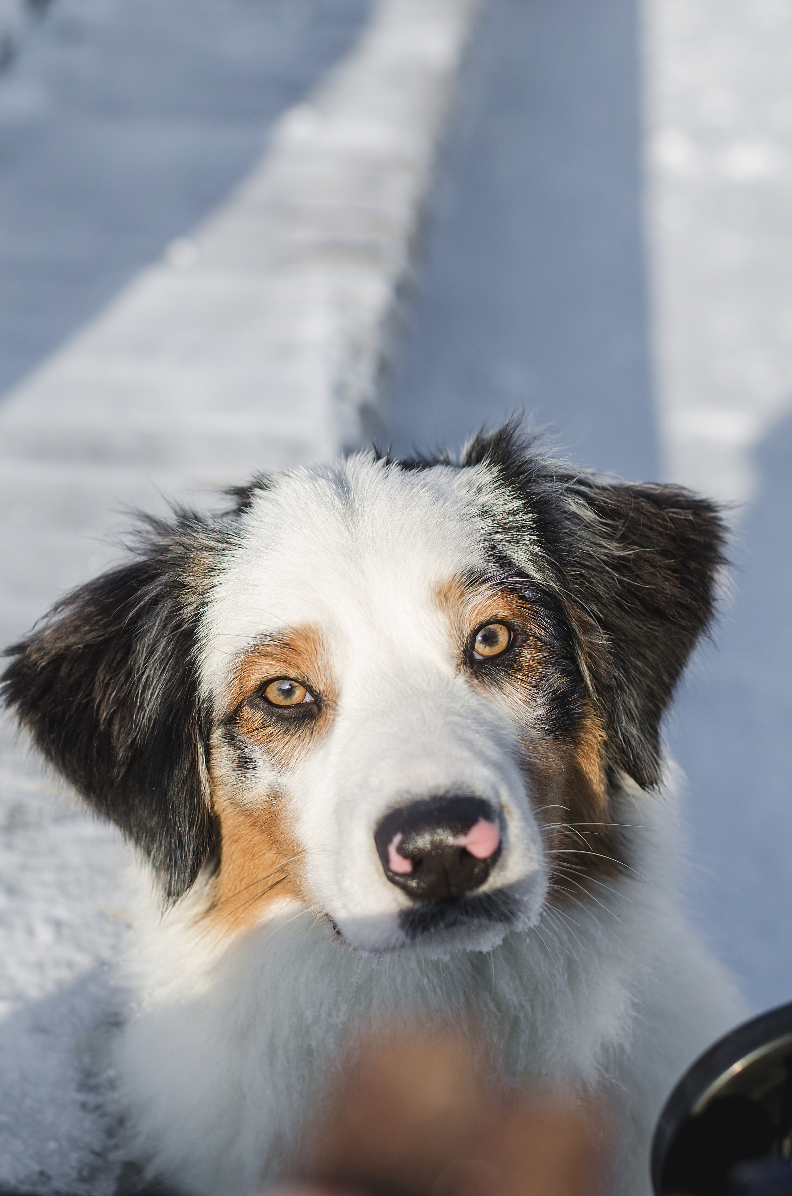 Майя (австралийская овчарка). Фотограф Ирина Астор