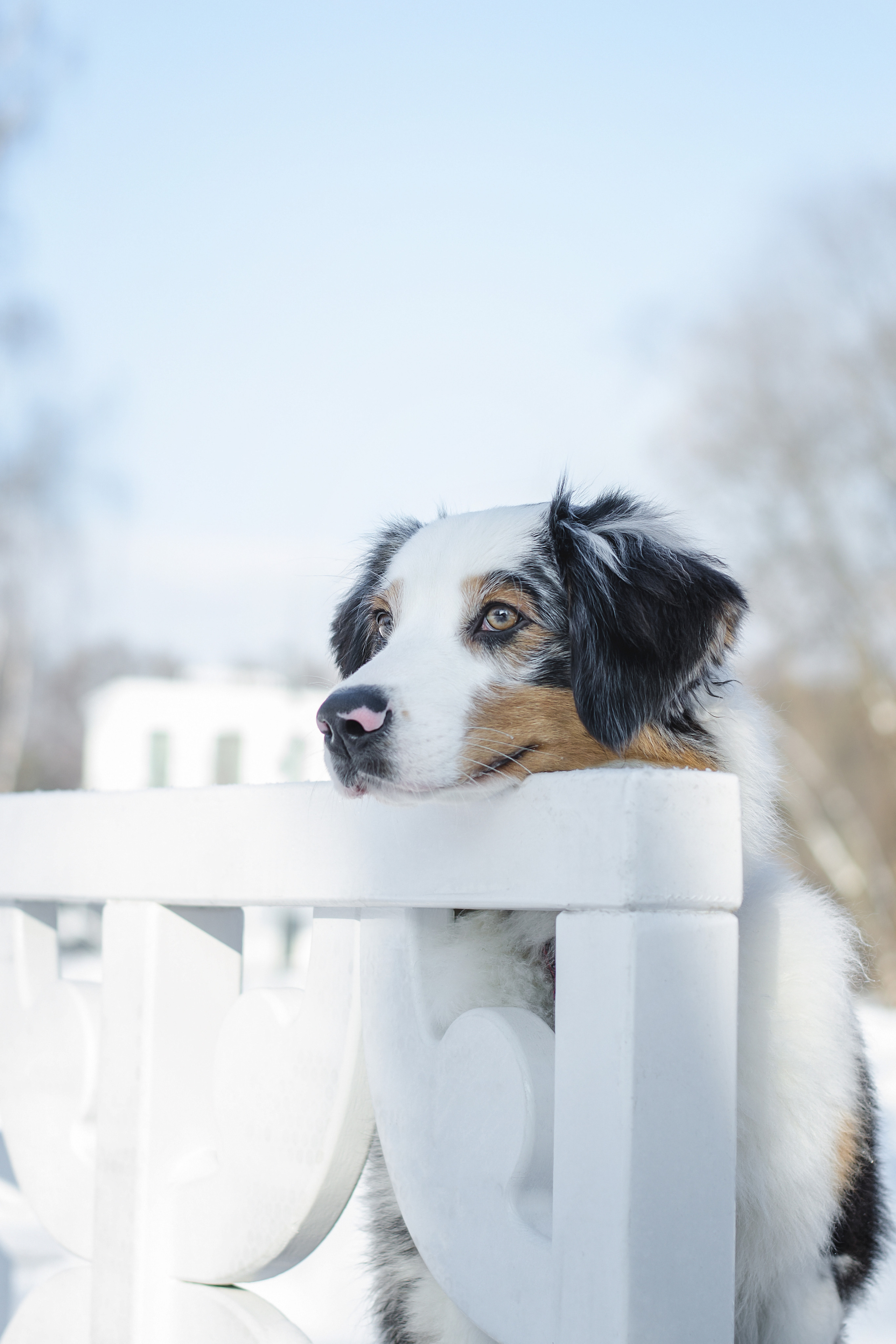 Майя (австралийская овчарка). Фотограф Ирина Астор