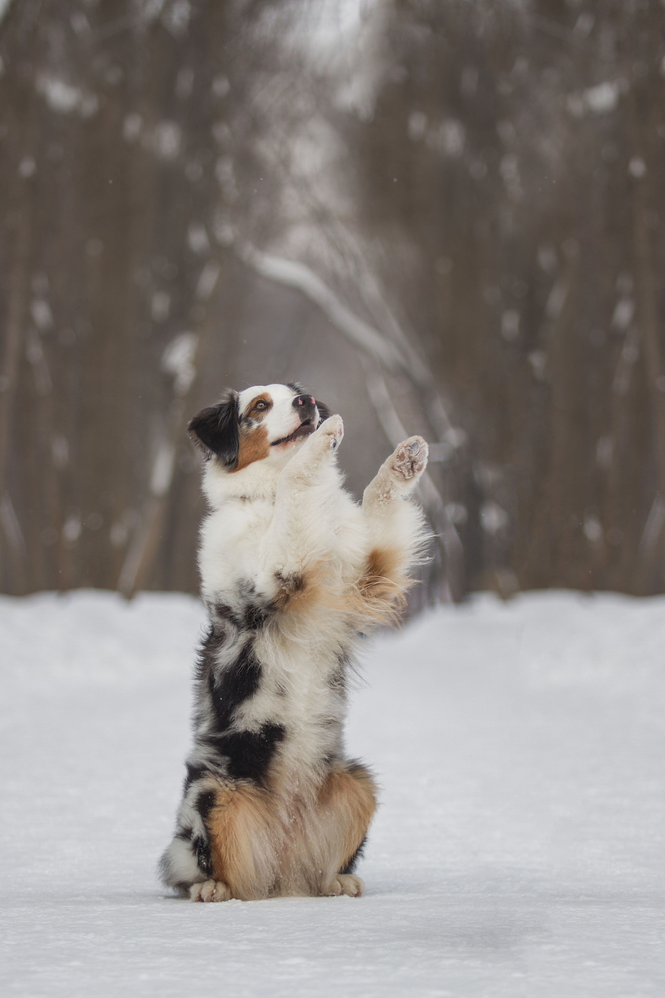 Майя (австралийская овчарка). Фотограф Ирина Астор