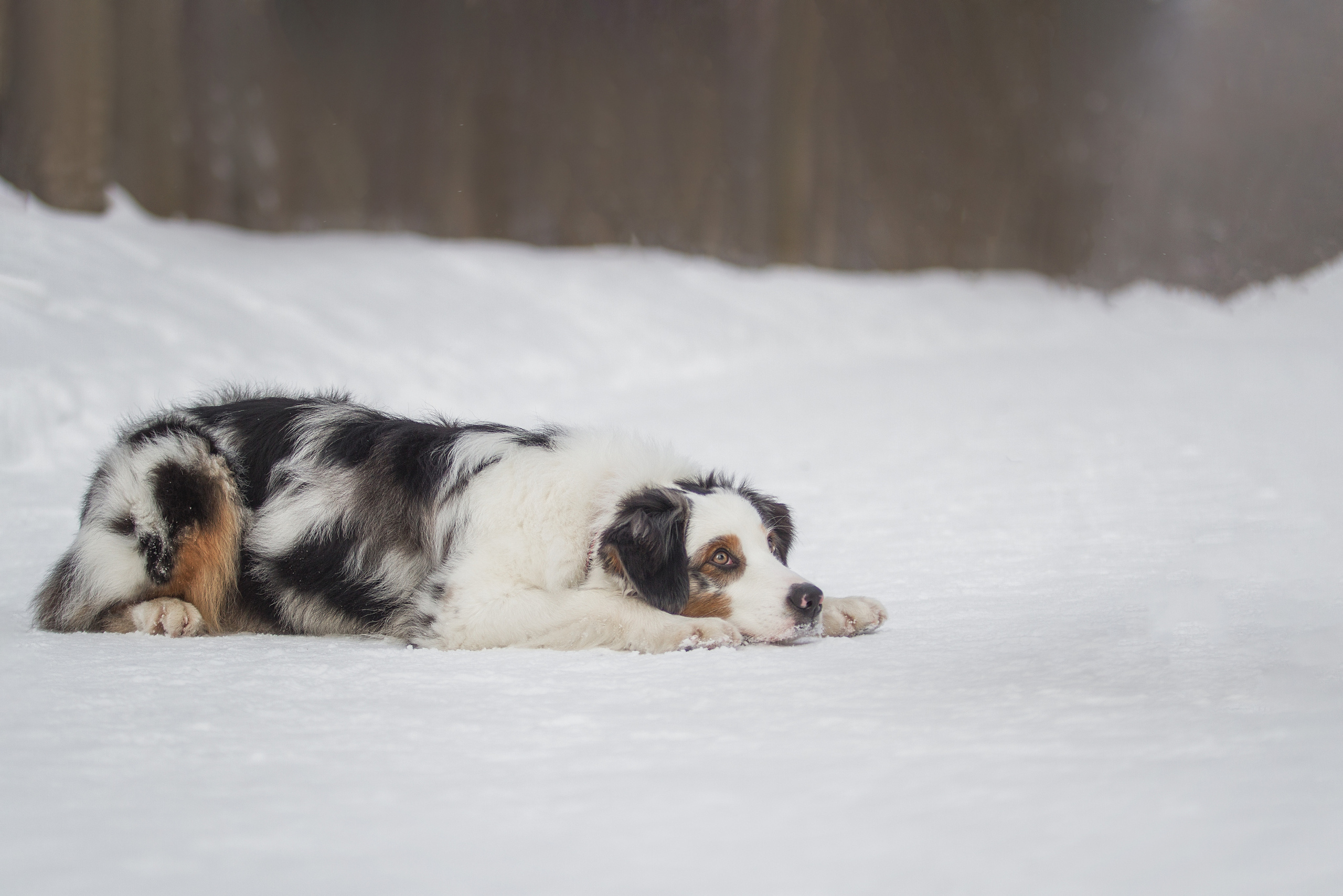 Майя (австралийская овчарка). Фотограф Ирина Астор