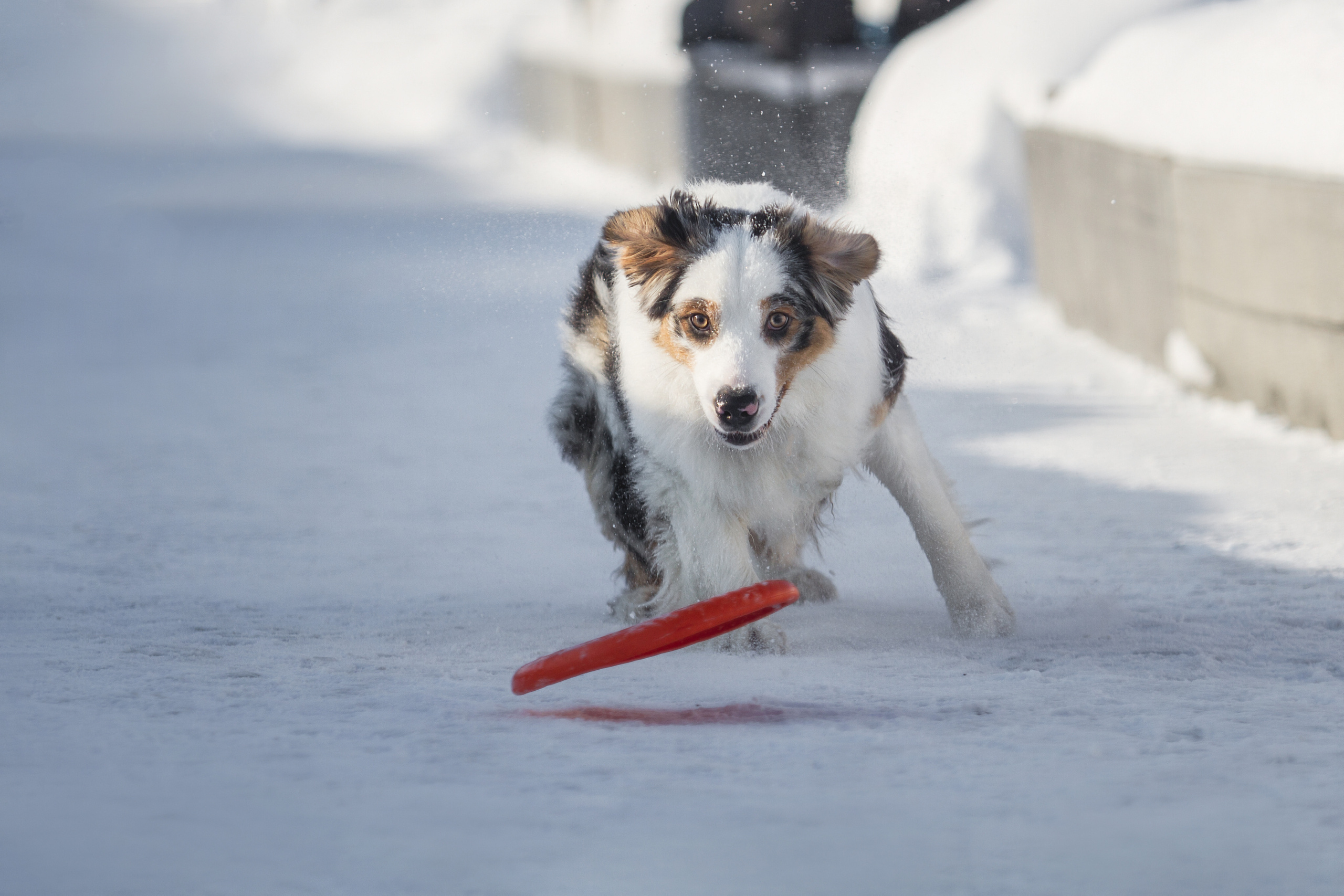 Майя (австралийская овчарка). Фотограф Ирина Астор