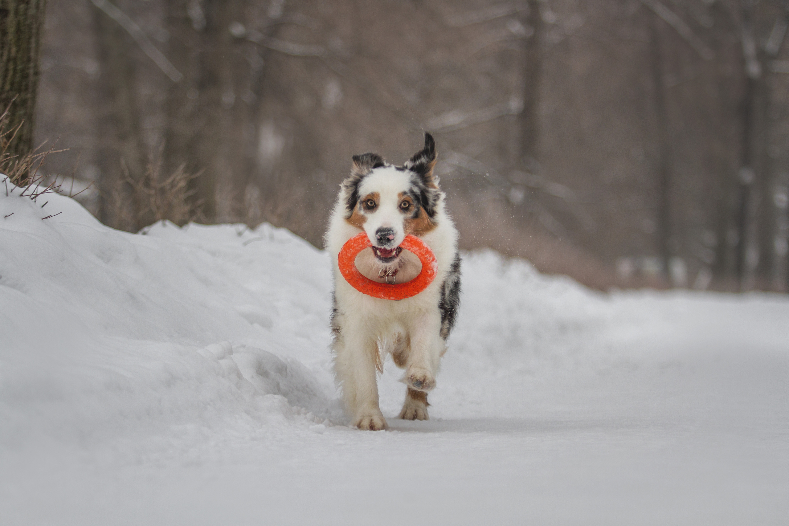 Майя (австралийская овчарка). Фотограф Ирина Астор
