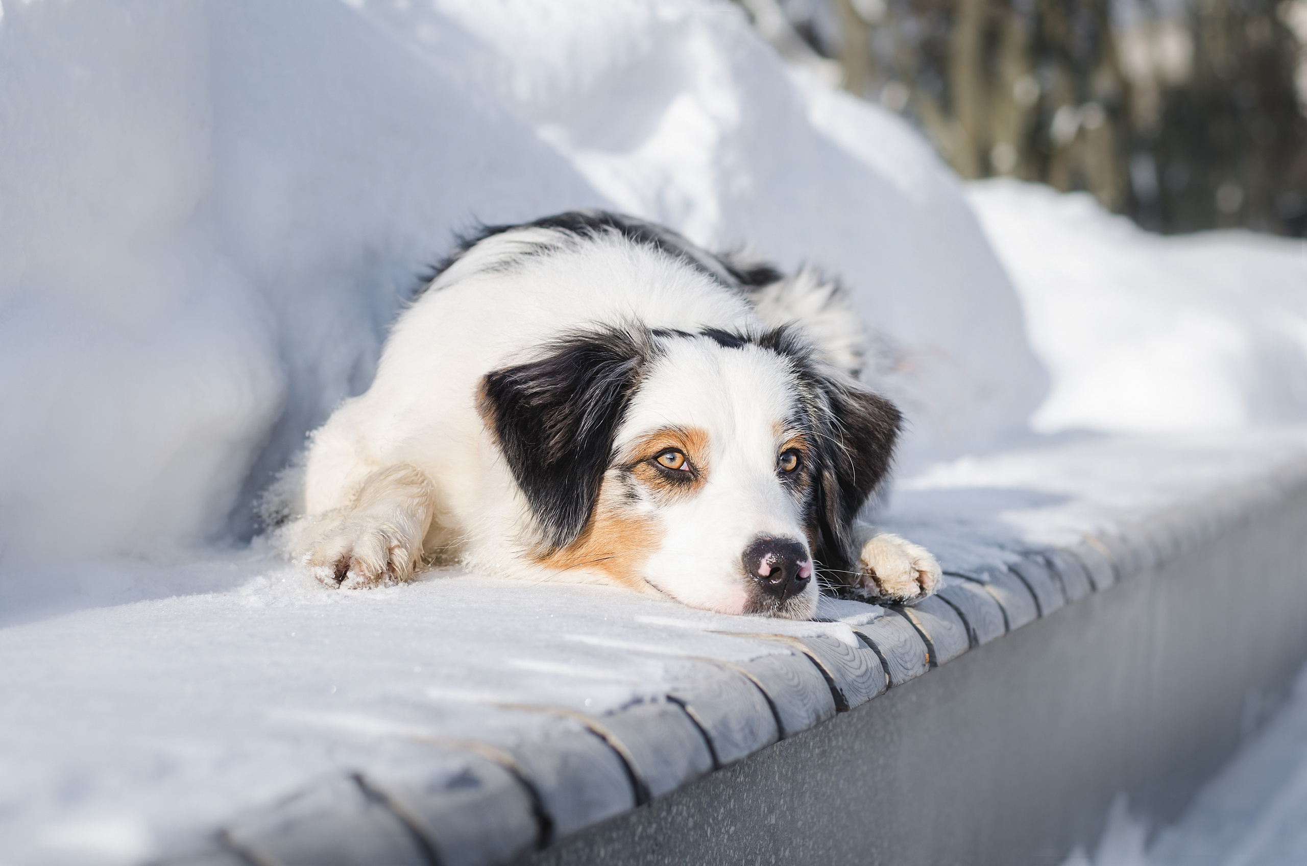 Майя (австралийская овчарка). Фотограф Ирина Астор