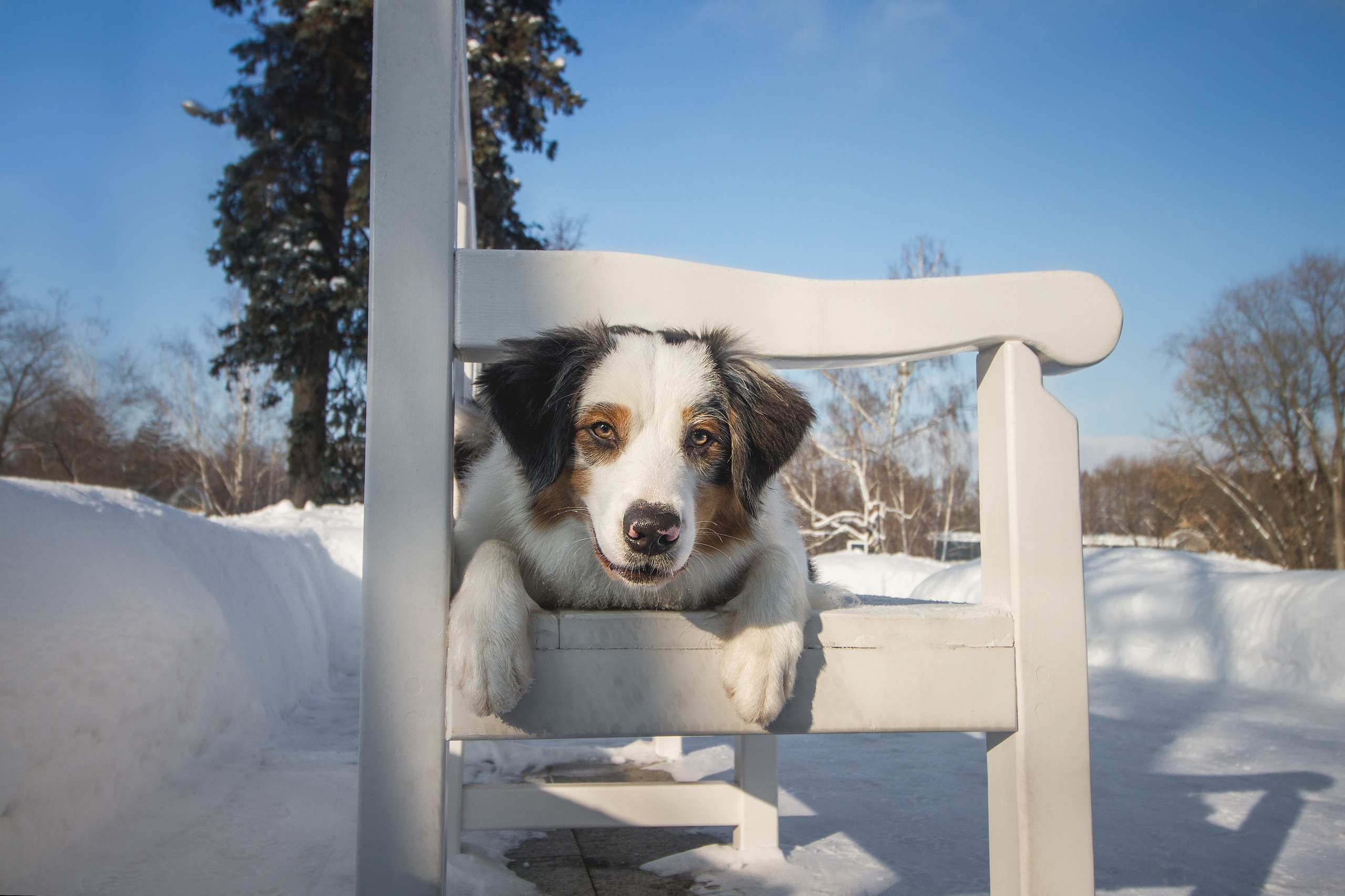 Майя (австралийская овчарка). Фотограф Ирина Астор