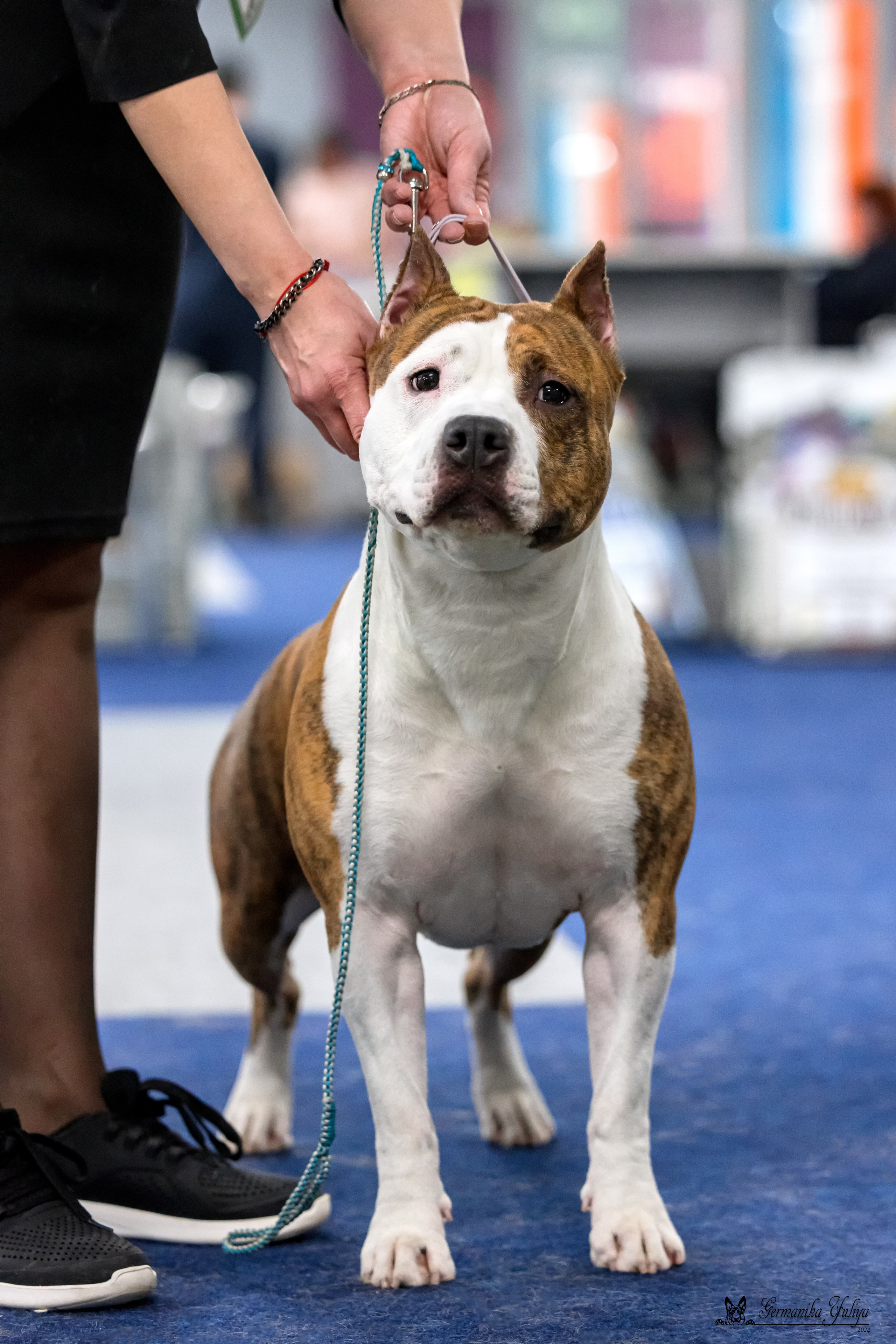 Сфера 28.01. и 4.02.2024. Фотограф-анималист Юлия Германика