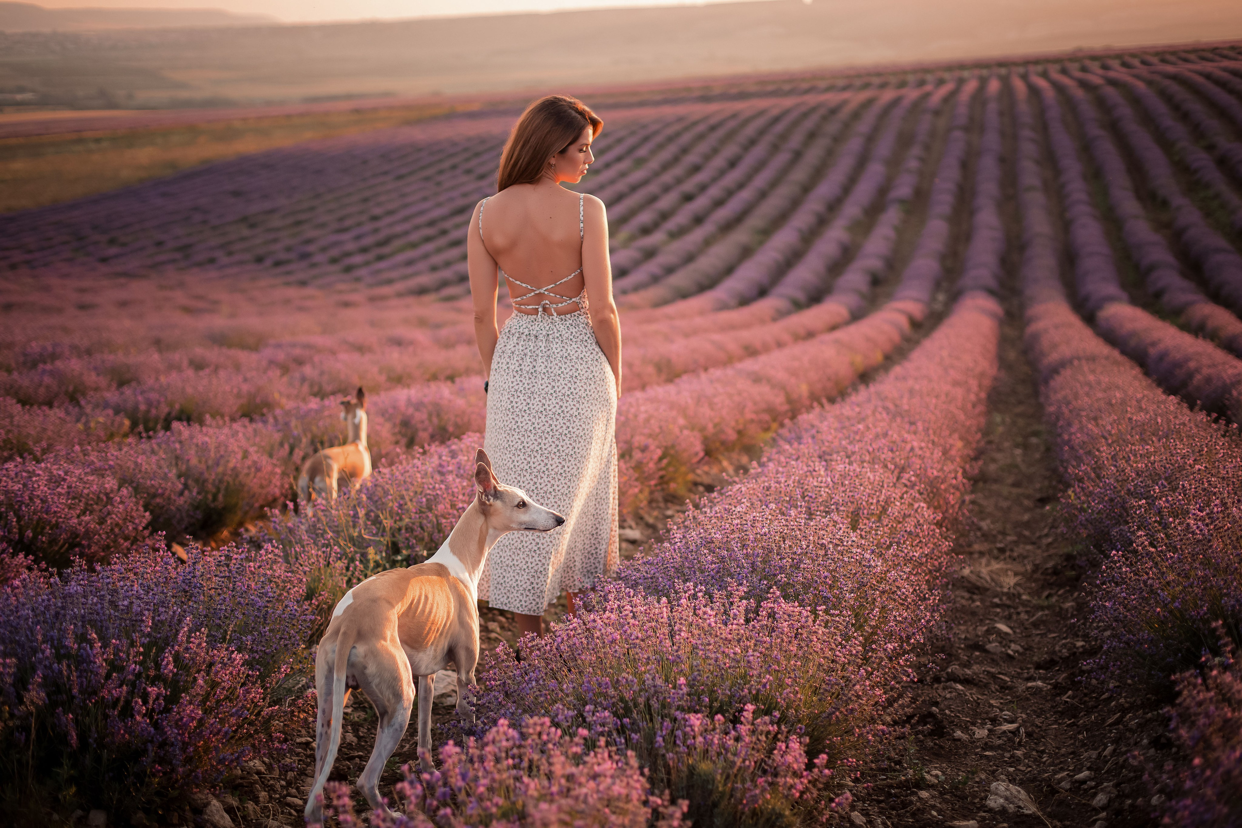 Уиппеты на лавандовом поле в Крыму. Фотограф-анималист в Краснодаре Маша Мельникова