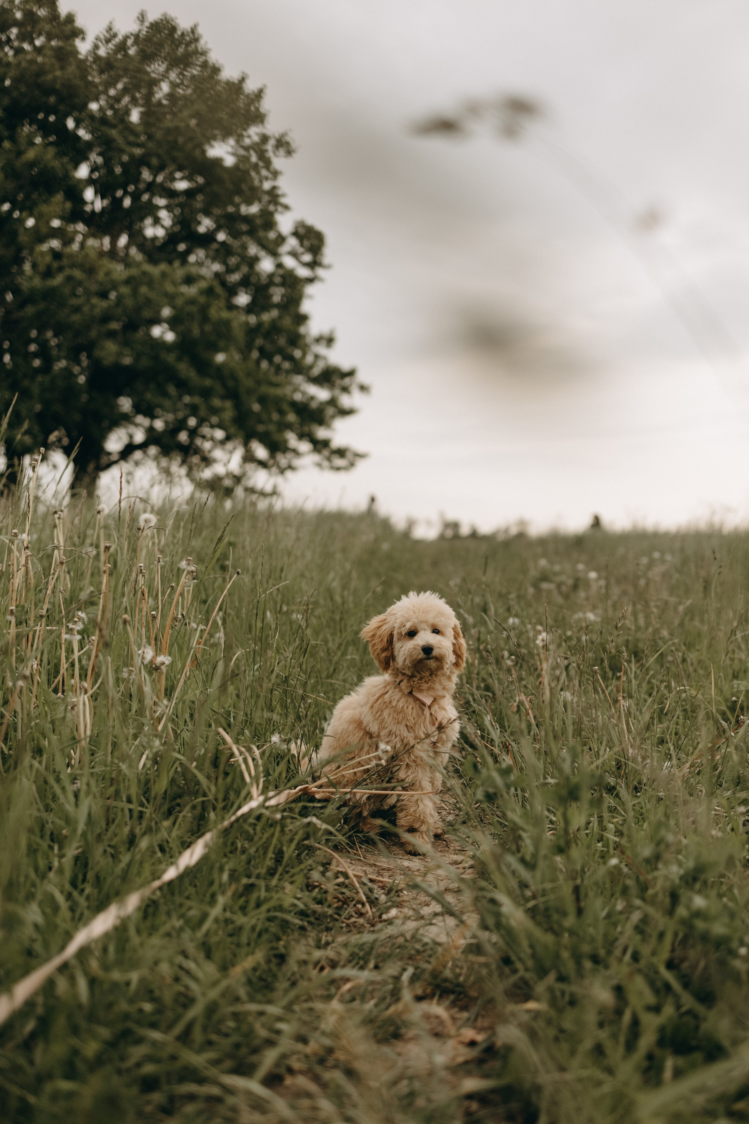 Мия и ее семья. Фотограф — Анималист | Санкт-Петербург