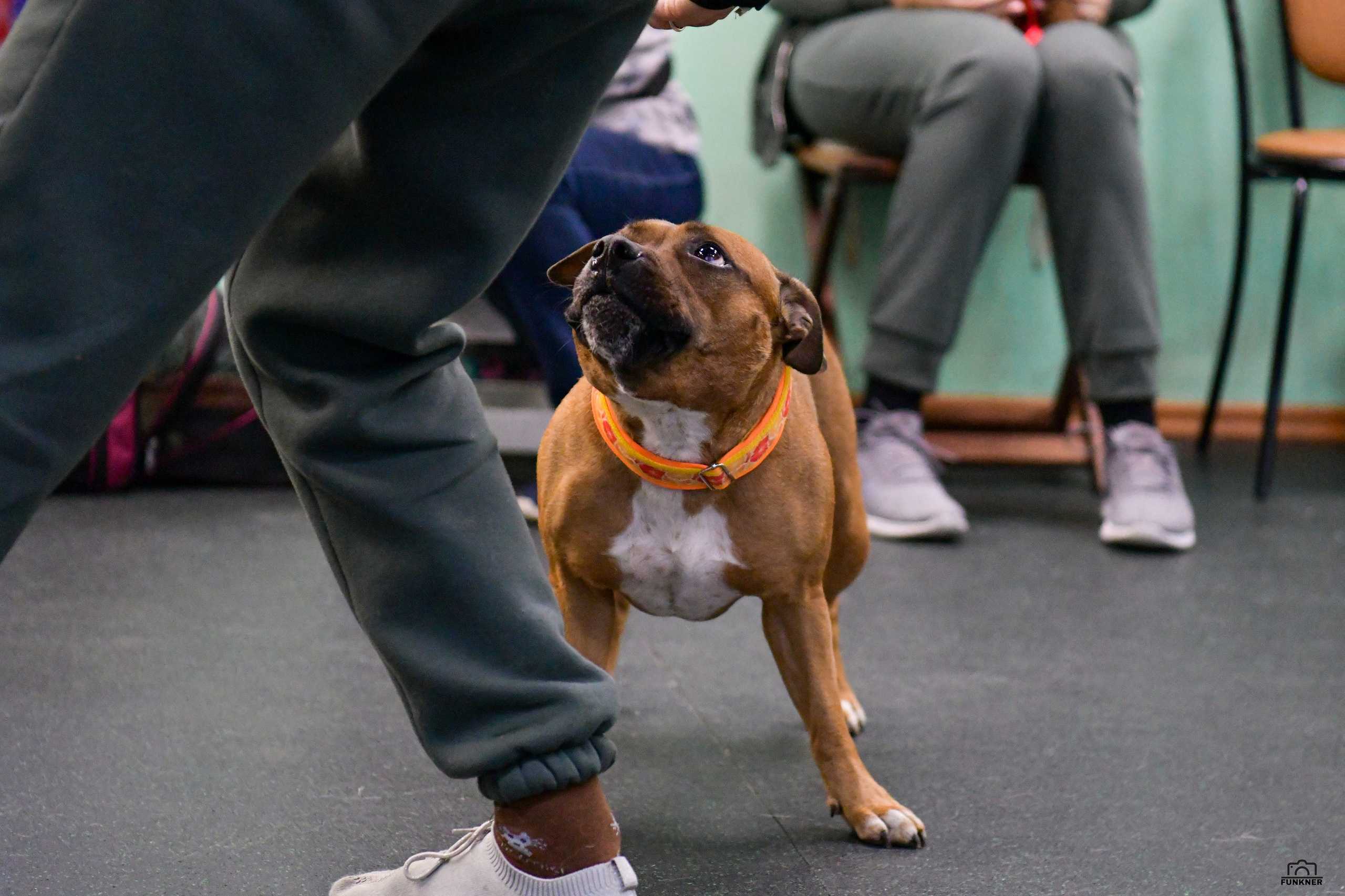 Кинологический клуб «Бодрый хвост». Свой взгляд через объектив