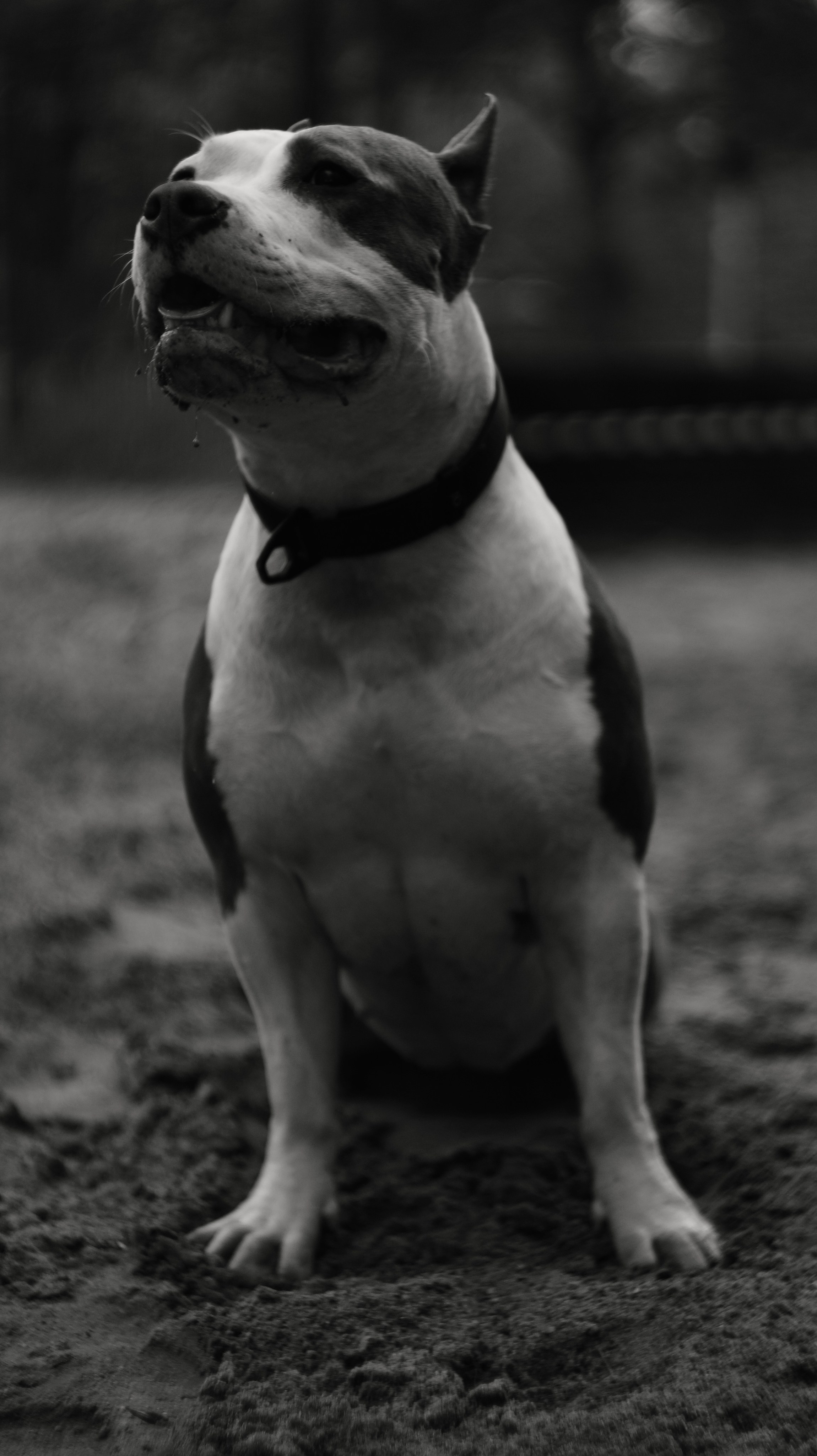 Луна. Профессиональный фотограф