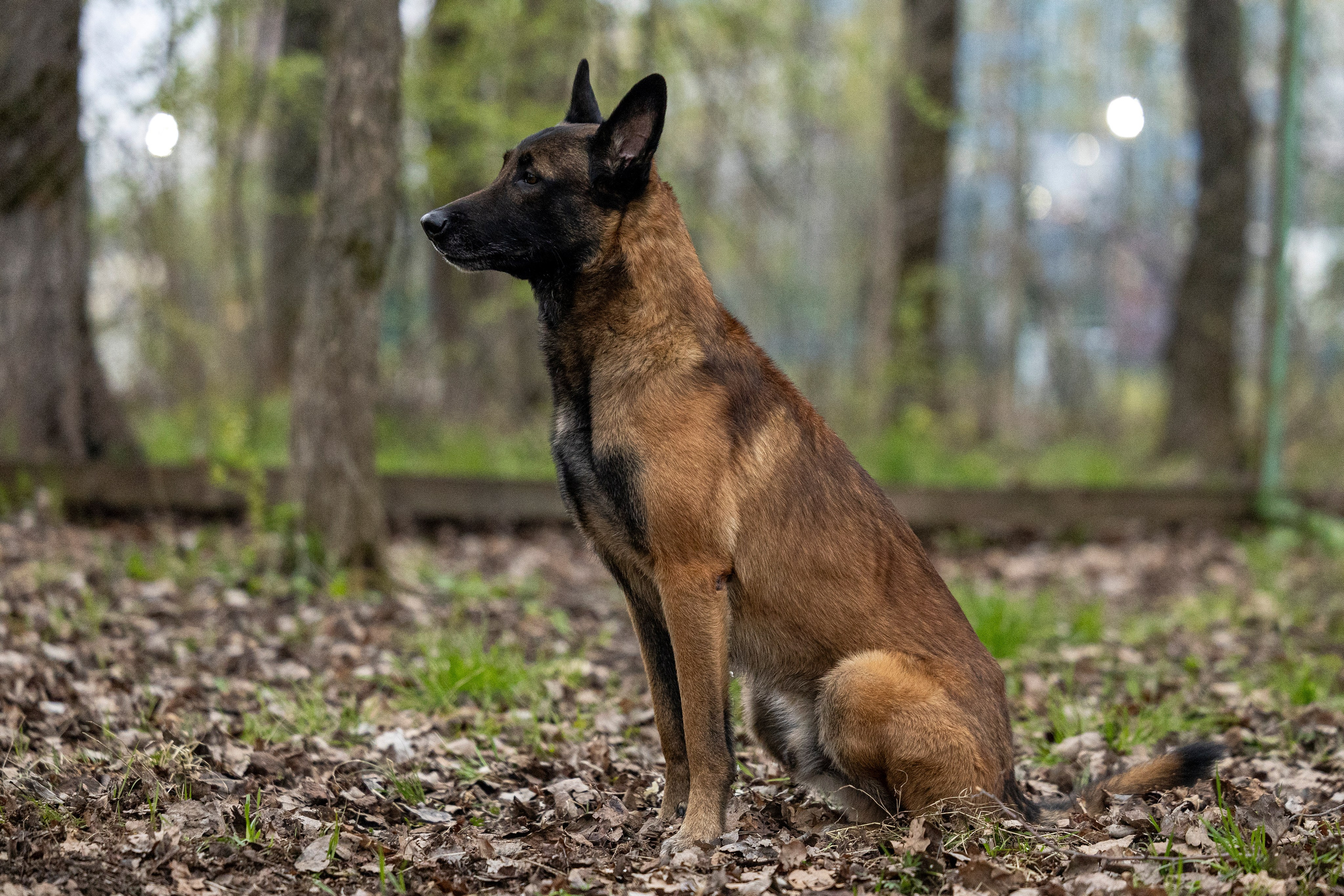 Квалификационные состязания по мондьорингу г. Вологда 11.05.24. Фотограф-анималист Анна Маринич