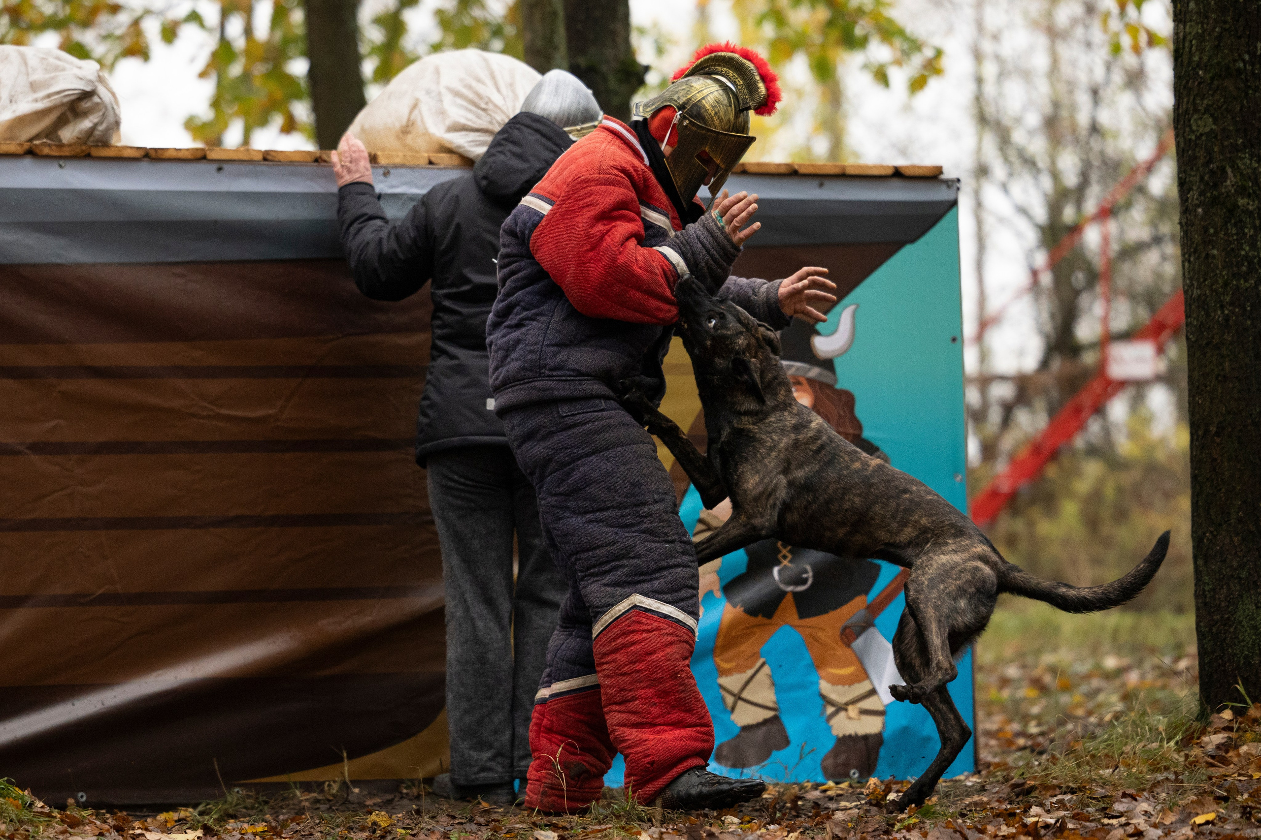 Соревнования по Мондьорингу г. Вологда. Фотограф-анималист Анна Маринич