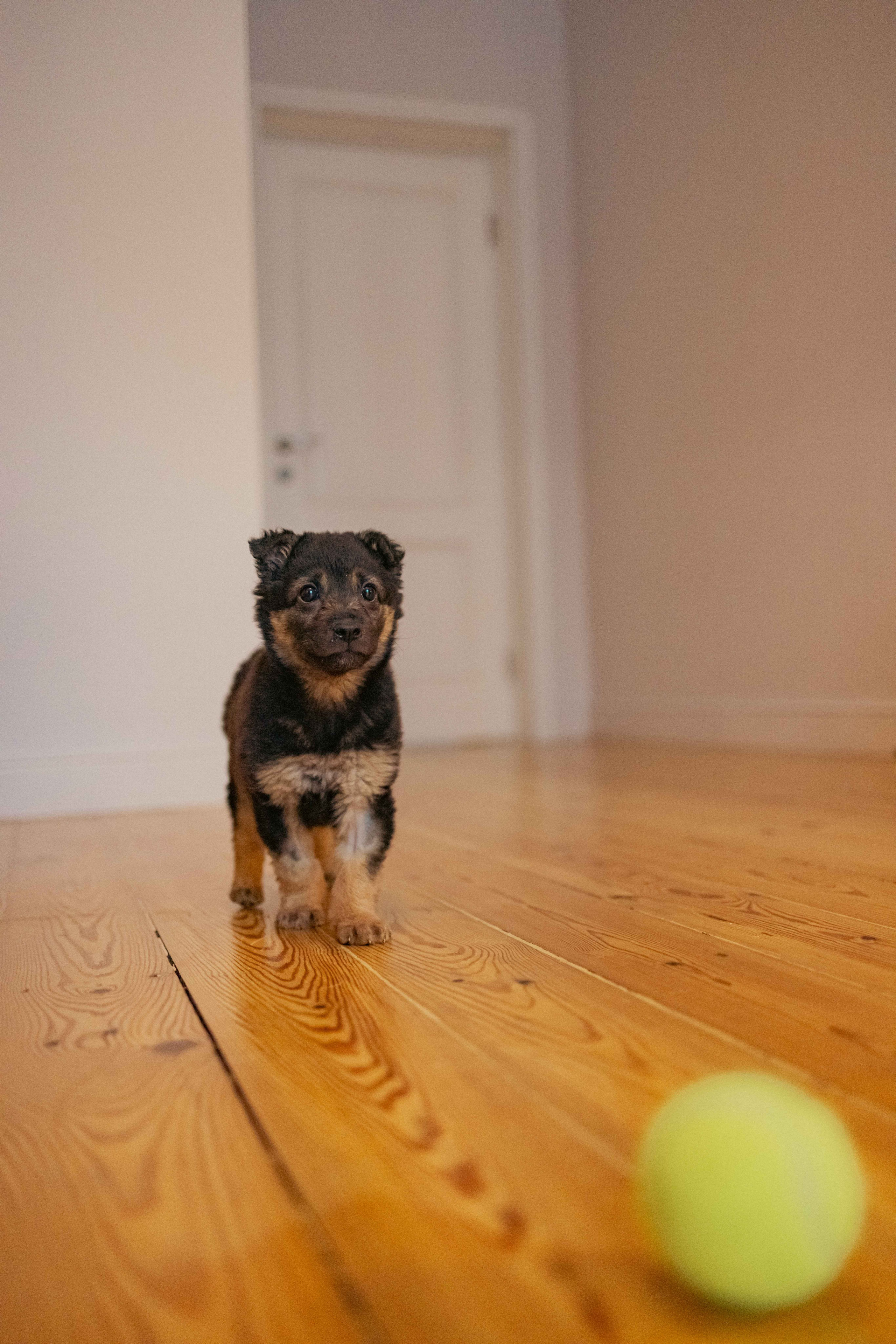 Пеппа. Фотограф-анималист в Москве Лера Черноног
