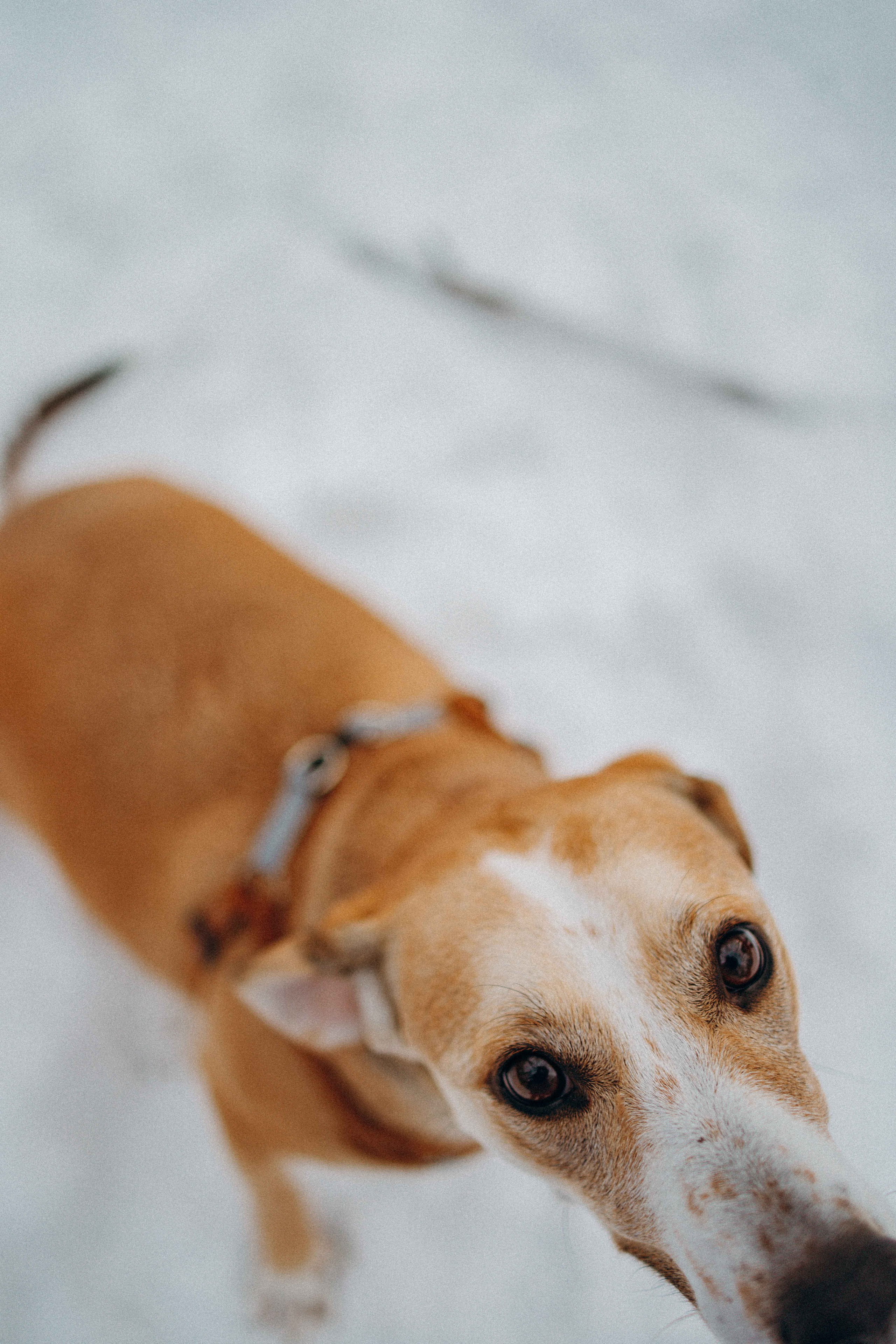 Свобода и ее семья. Фотограф-анималист в Москве Лера Черноног