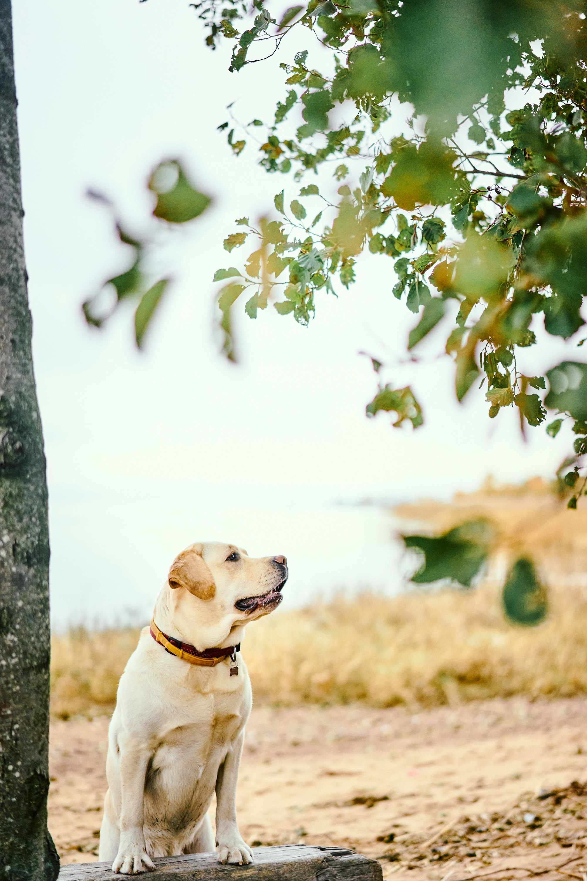 Bell and Black. Vutitsa