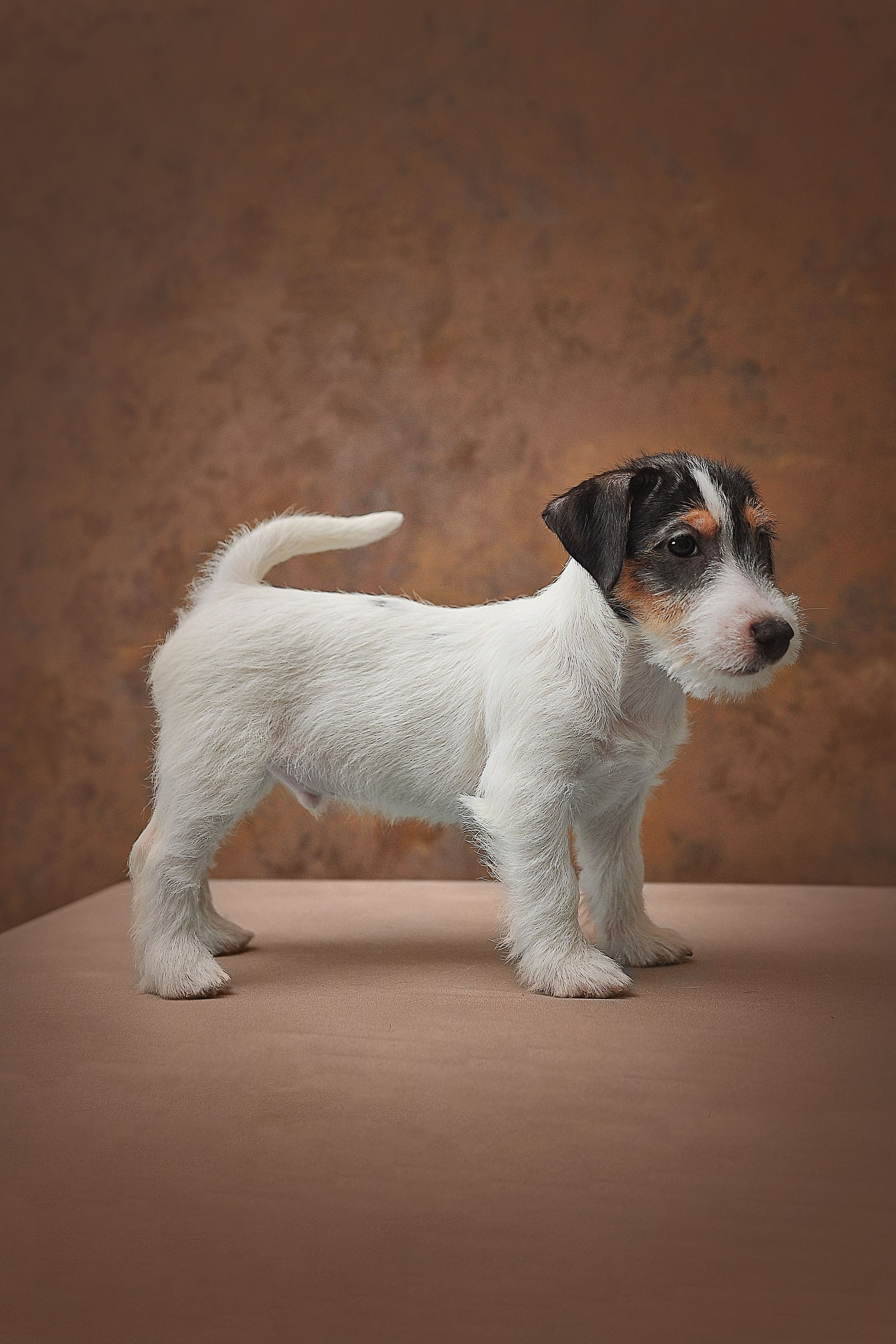 Фотосессия животных в Ижевских, фотограф животных. Детский, семейный фотограф в Ижевске и Москве Аксинья Лысенкова ADEN