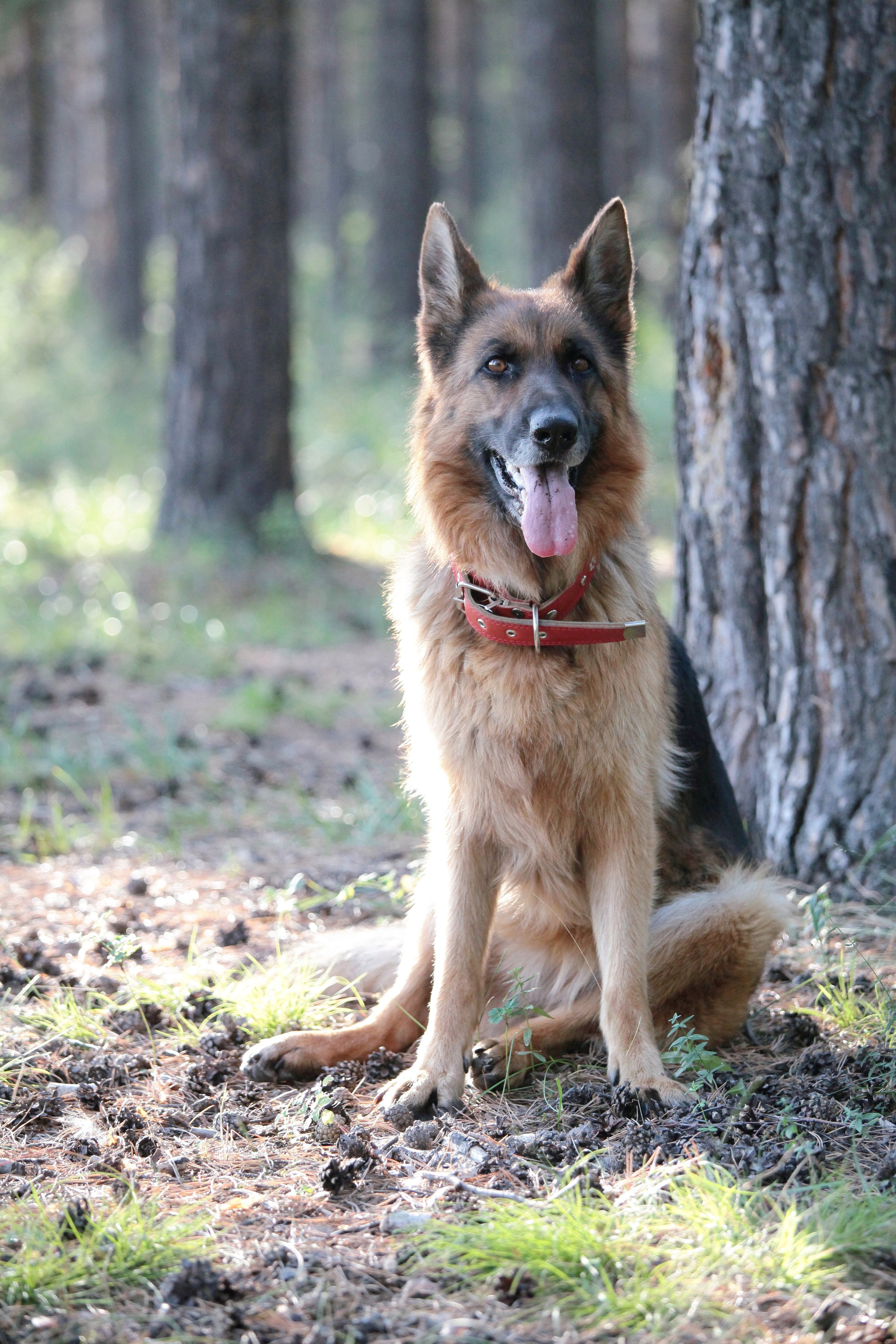 Фотографии диких и домашних животных. Фотограф в Москве и Подмосковье, Николай Сорокин
