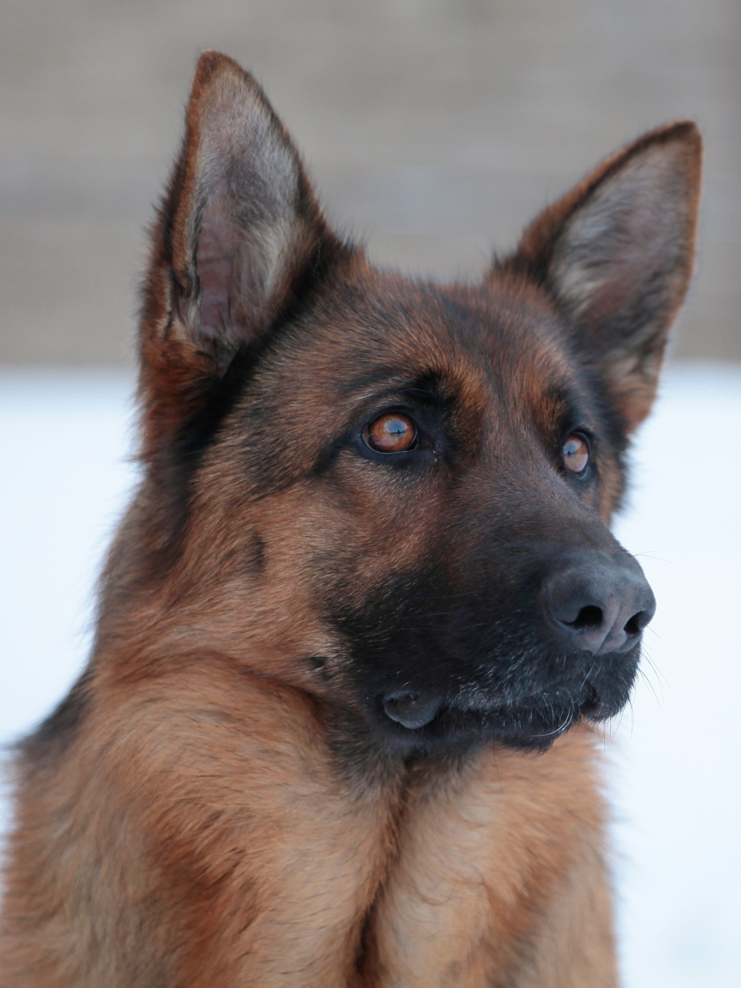 Фотографии диких и домашних животных. Фотограф в Москве и Подмосковье, Николай Сорокин