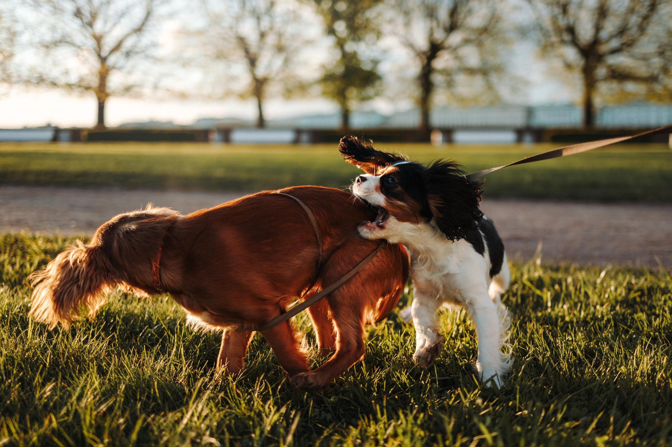 Аня, Стеша и Степан. Фотограф — Анималист | Санкт-Петербург