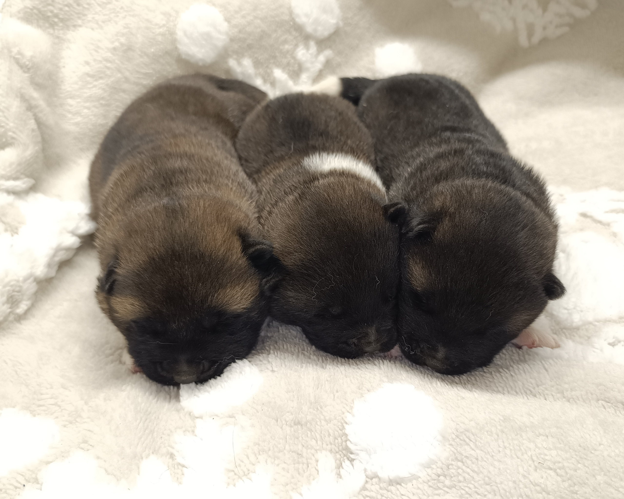 Американская акита  щенки питомник Санкт-Петербург клубные щенки Американская акита питомник RUBYLIGHT Рубилайт купить щенка американской акиты